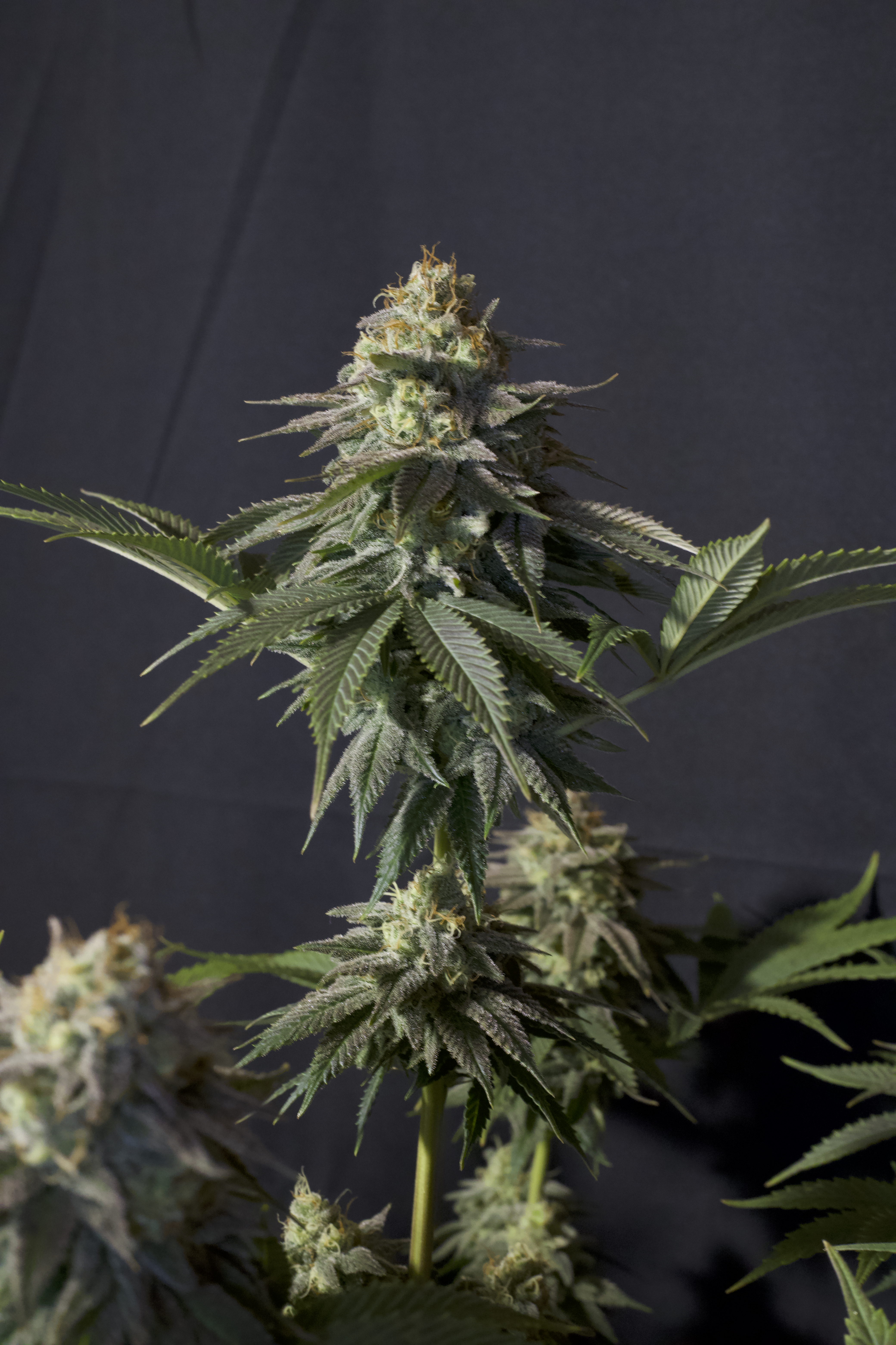 Orange Sherbet FF