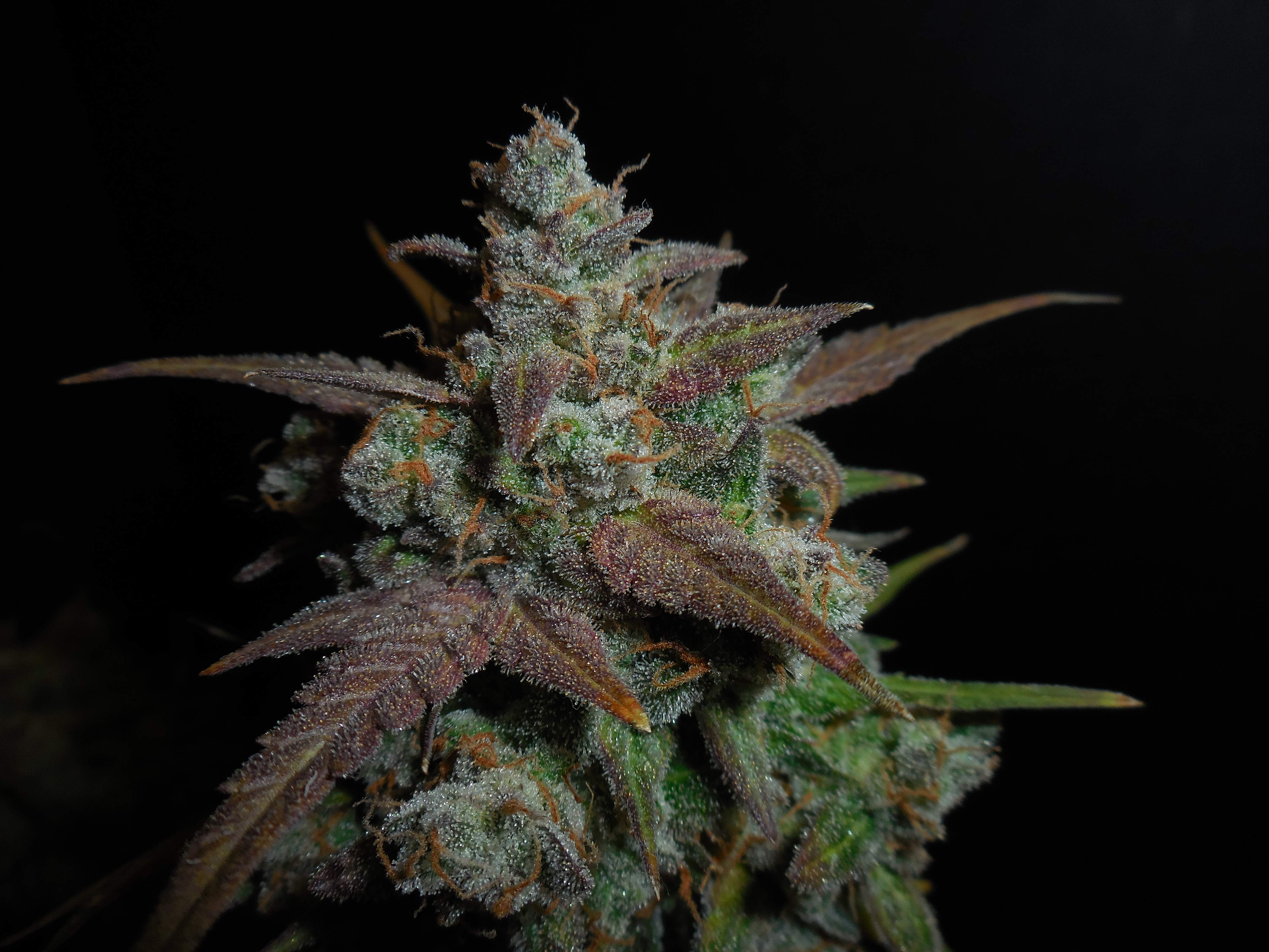 Lemon AK