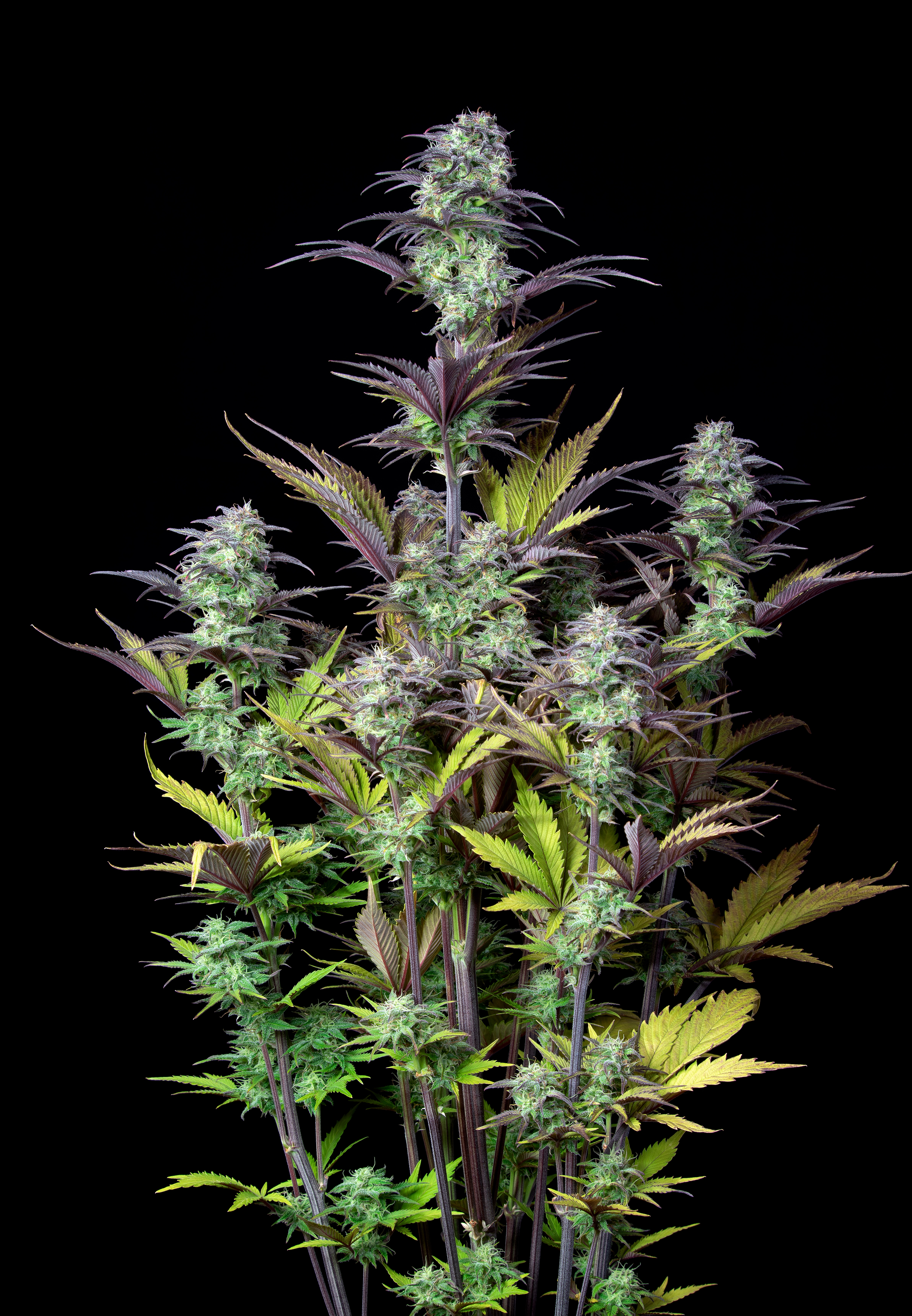 Original Blueberry Auto