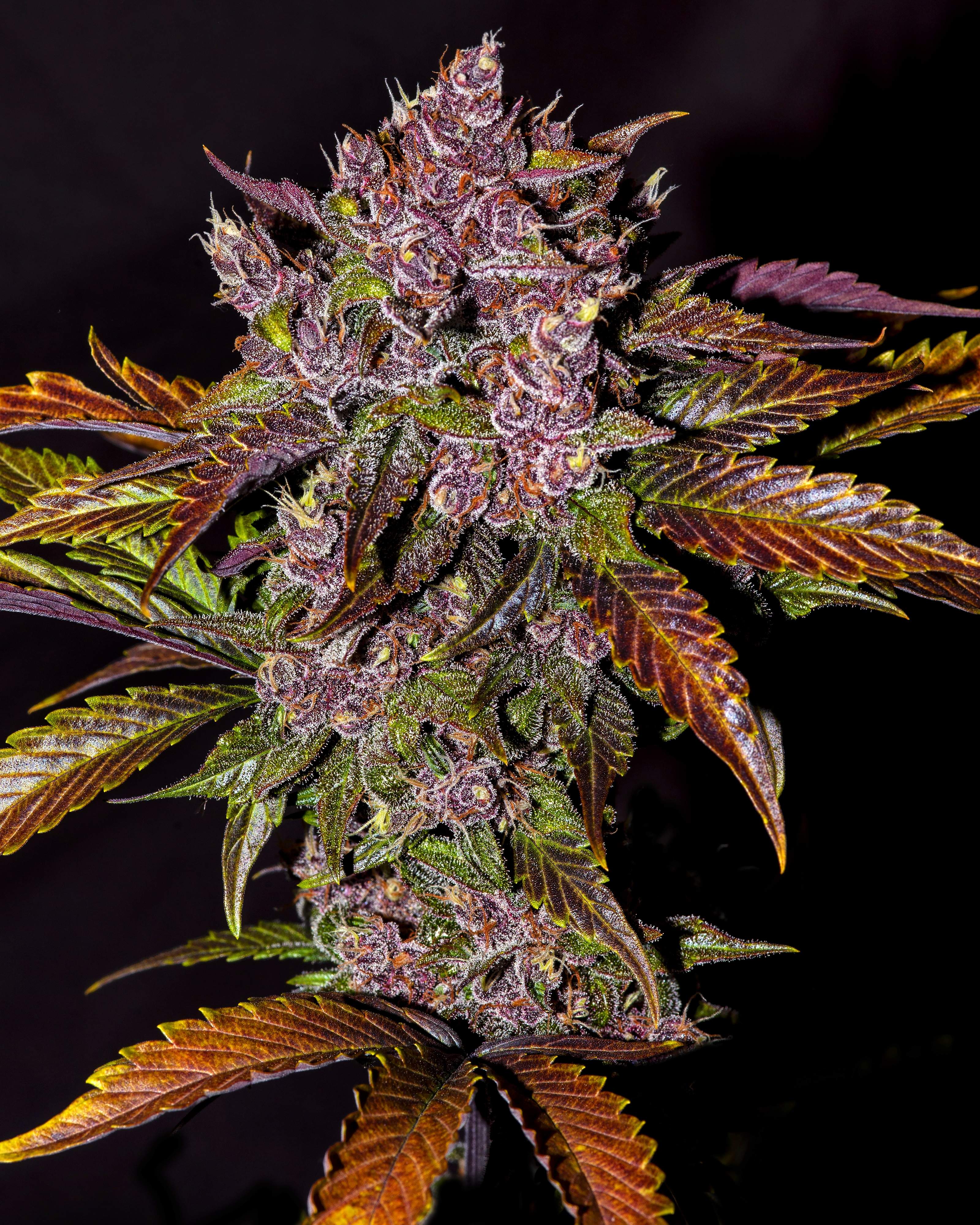 Blackberry