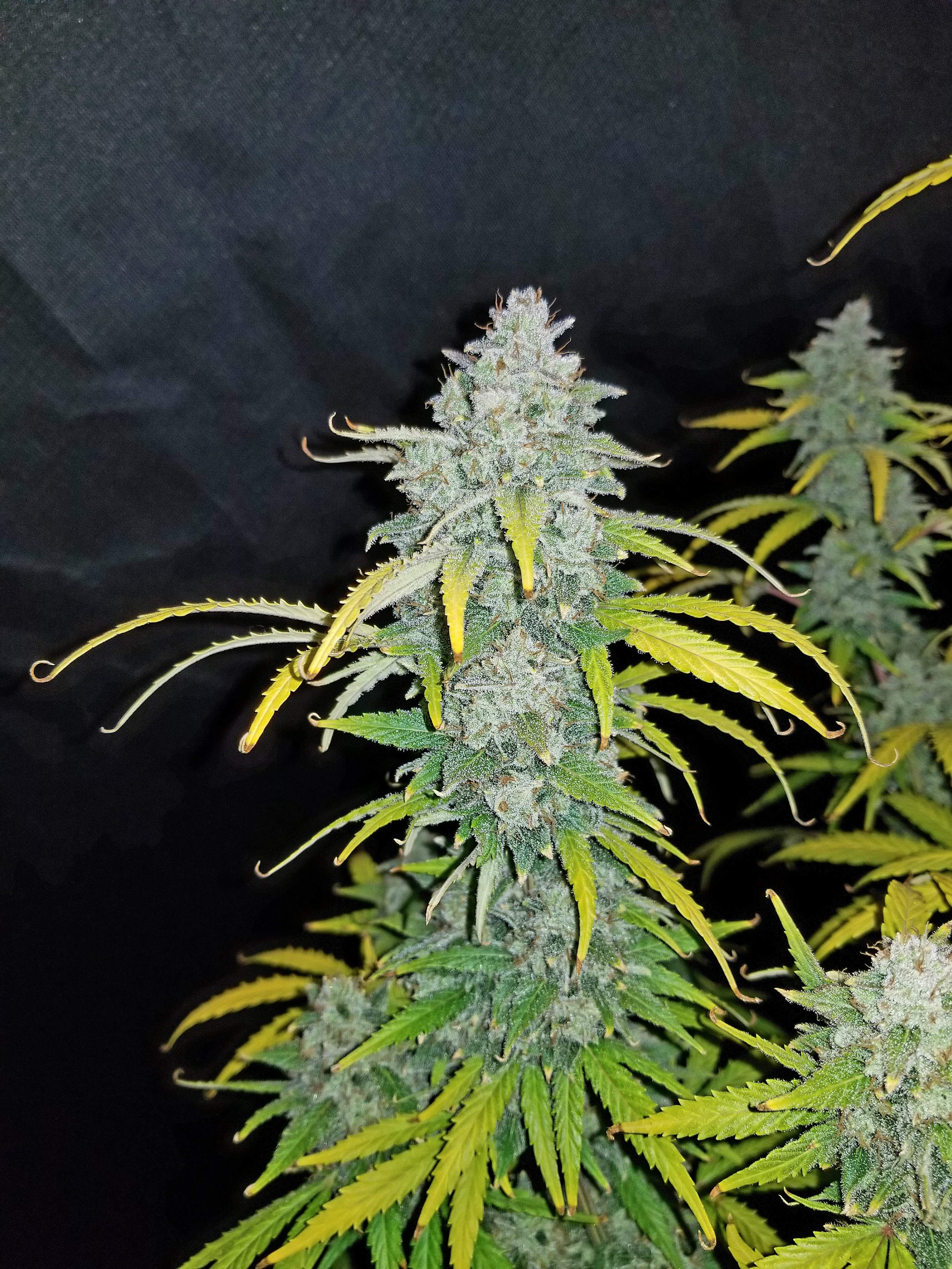 Blue Dream´matic