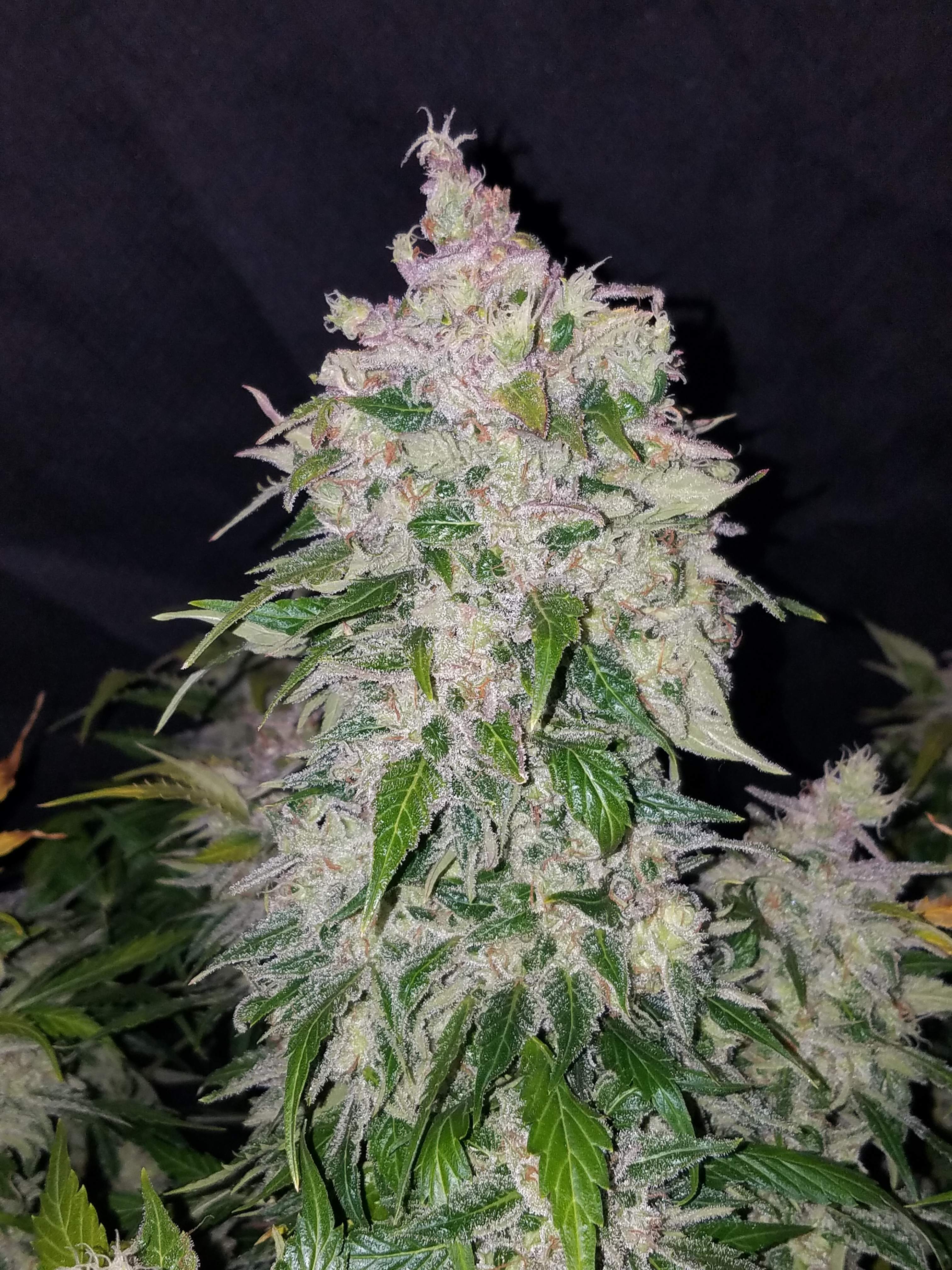 Stardawg