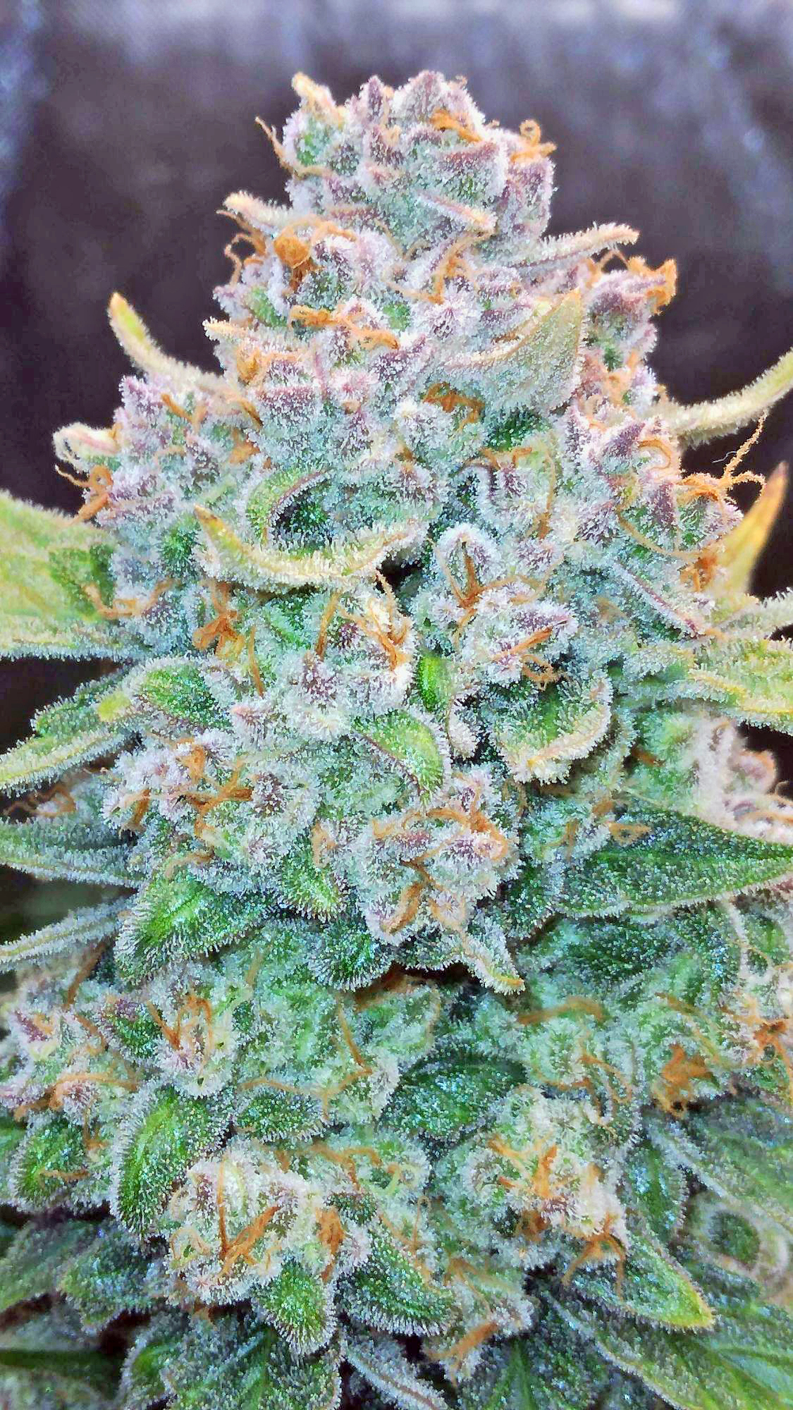  Papaya Cookies Auto