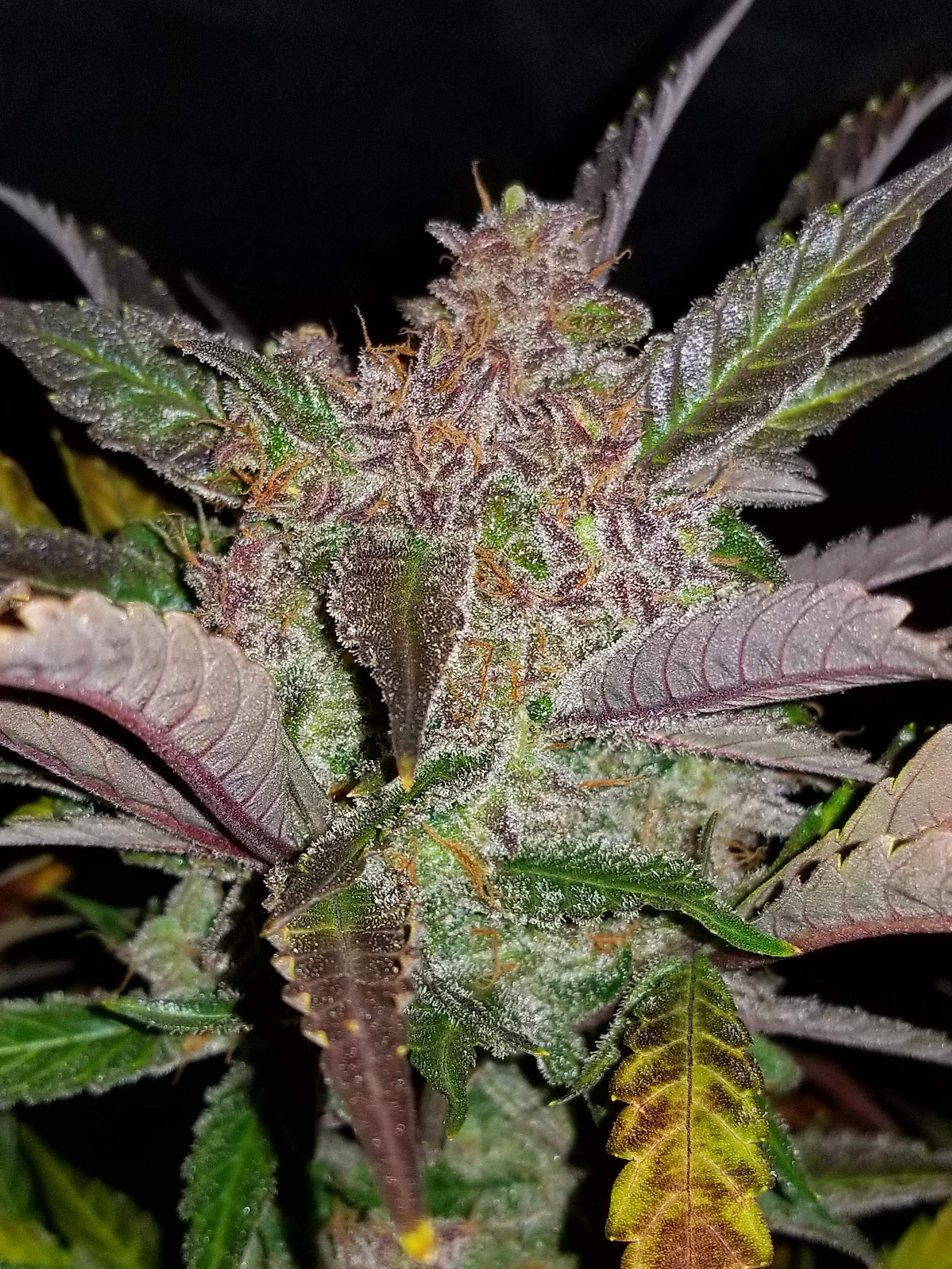 Cream Cookies