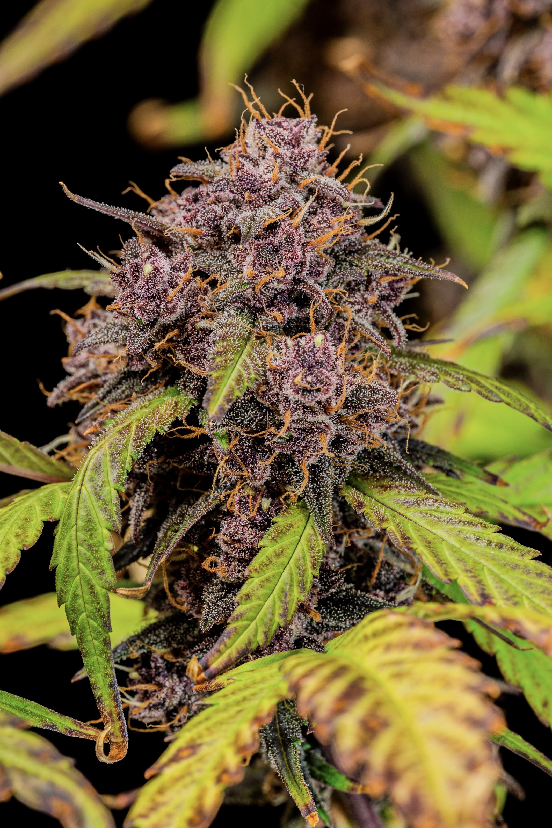 Lemon Cherry Cookies Auto