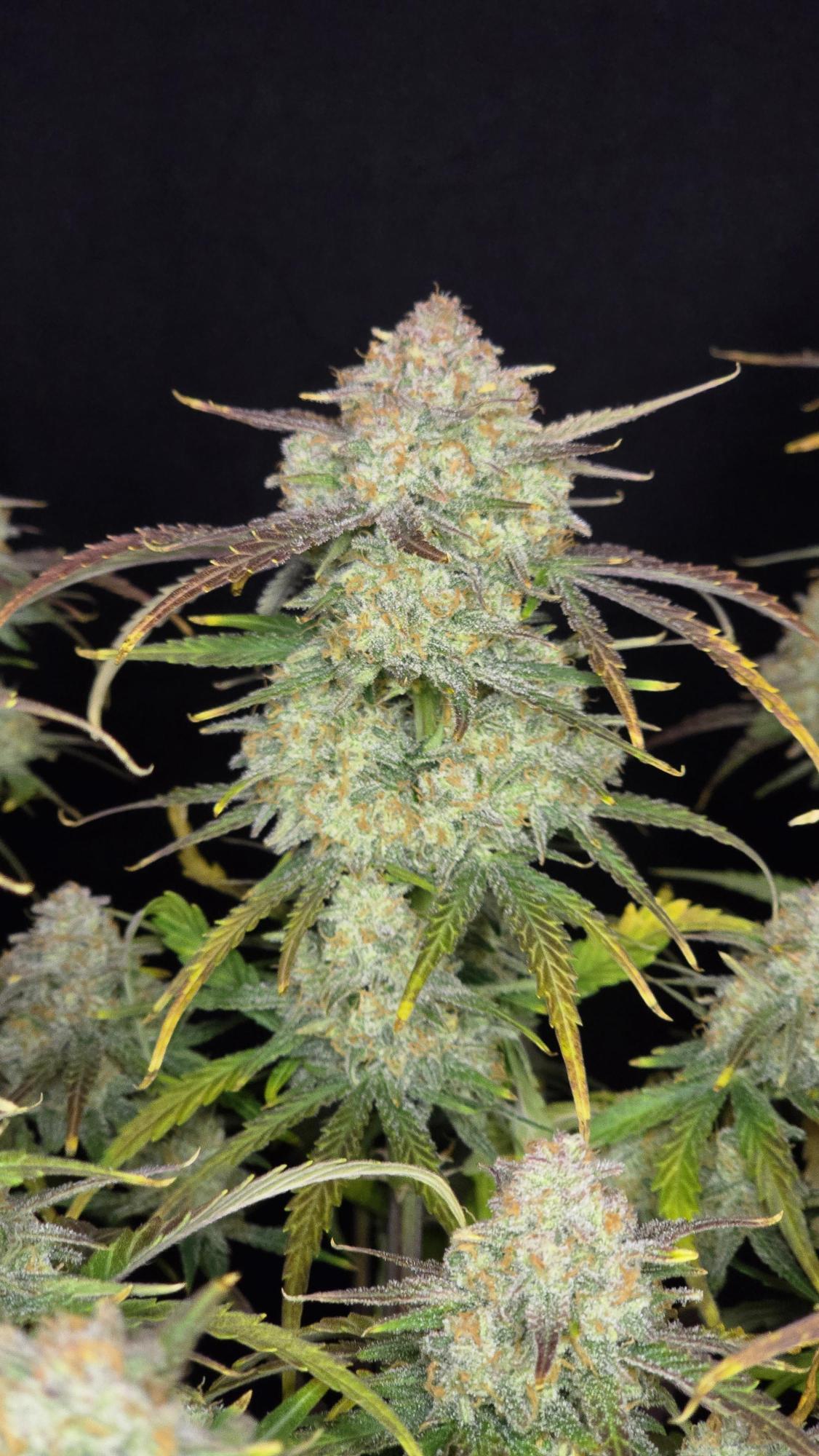 Frostbanger Auto