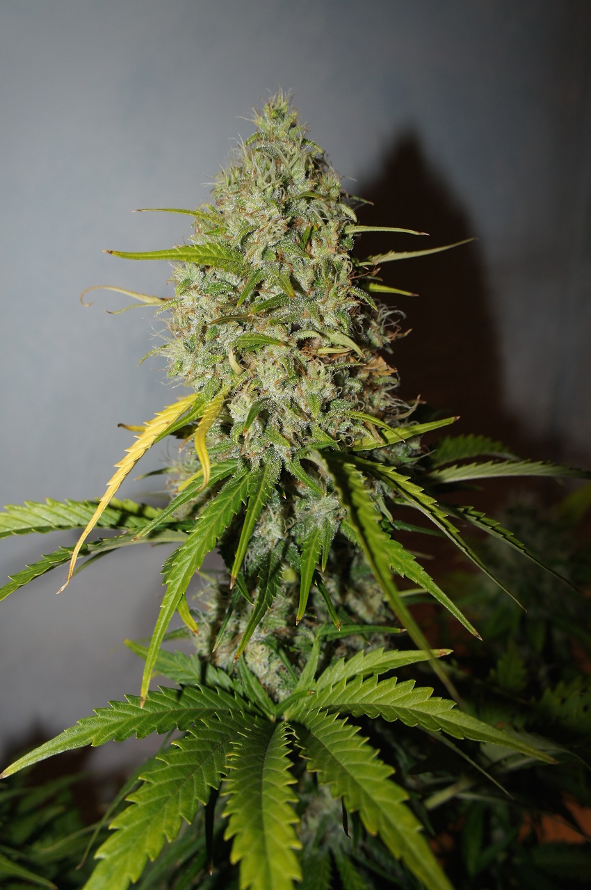 Grapefruit