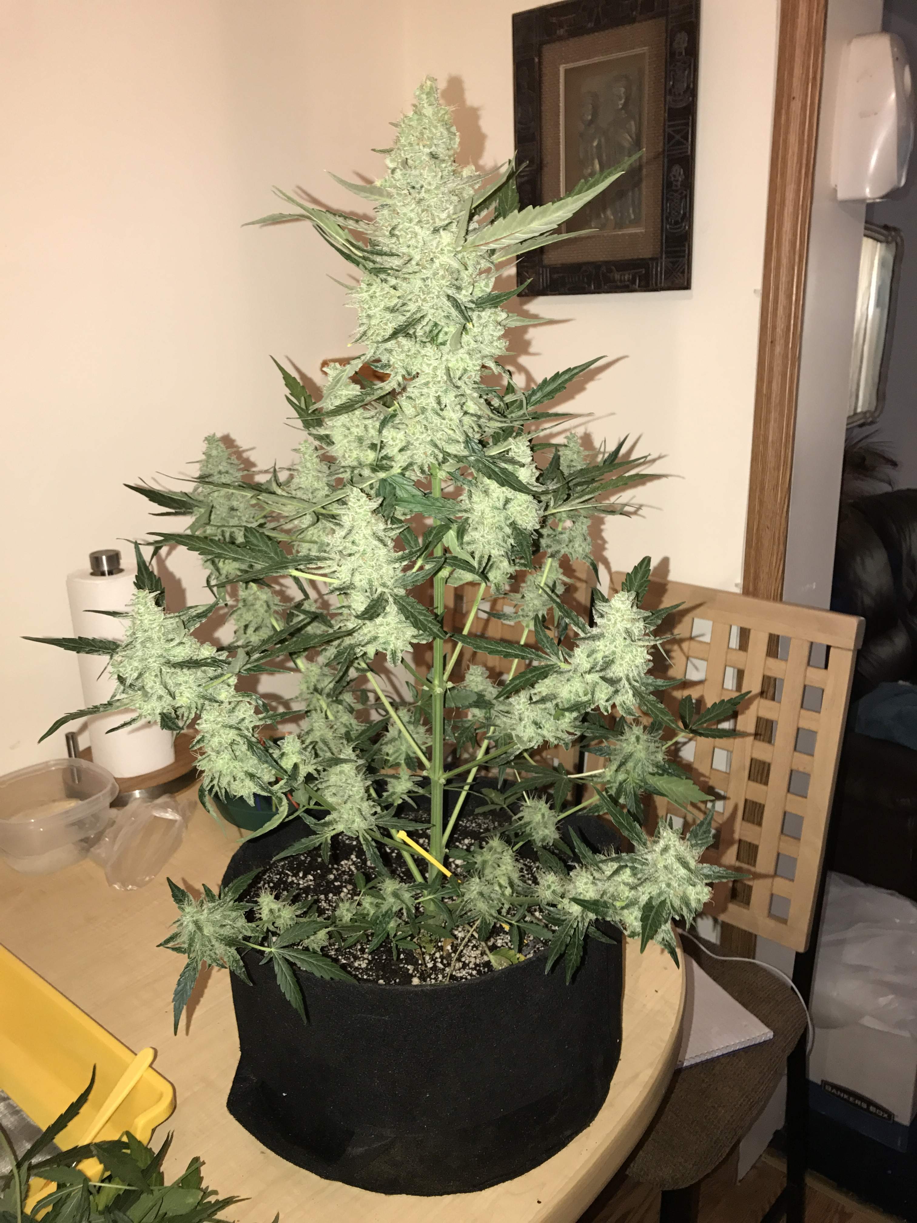 Green Crack