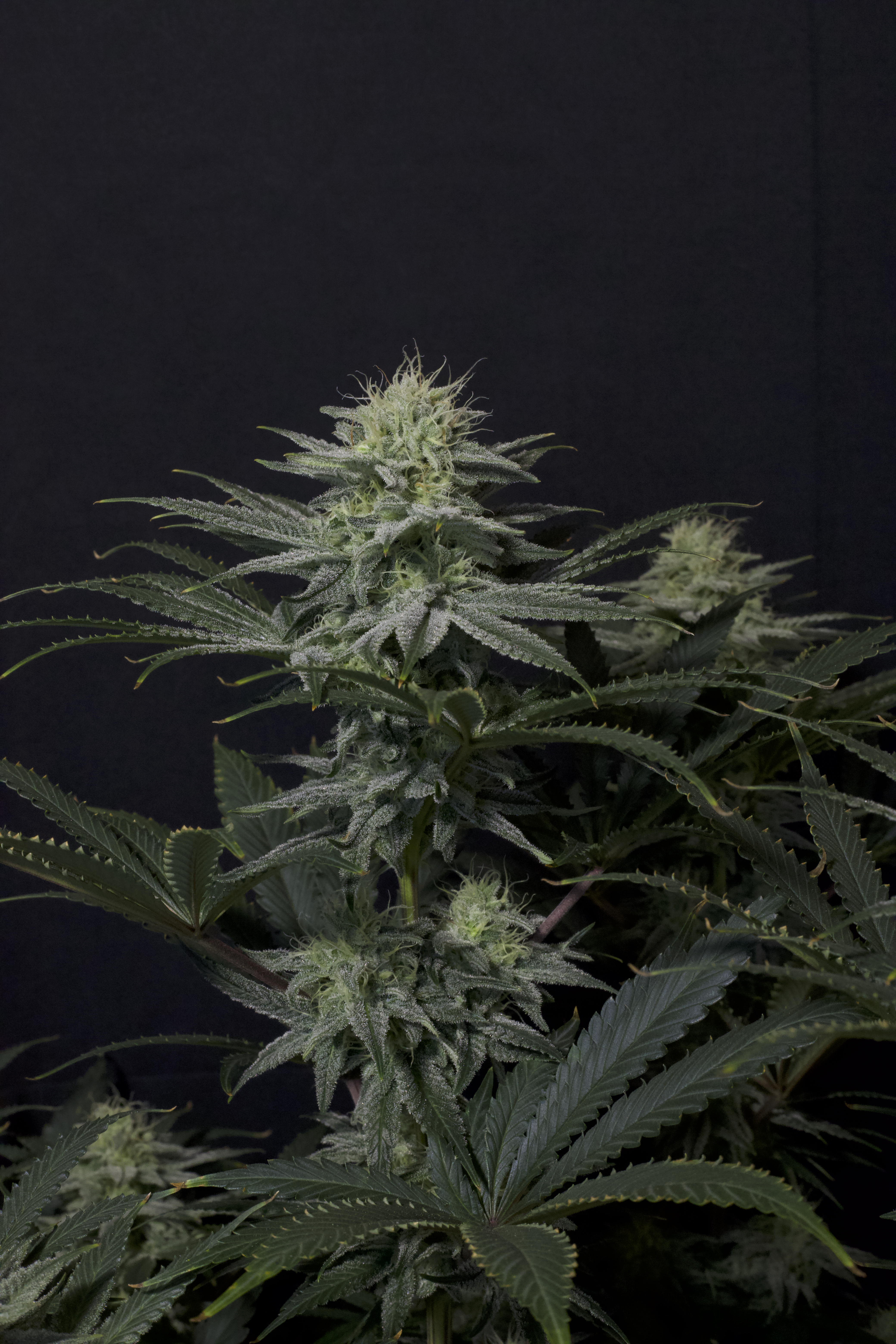 Gorilla Sherbet FF