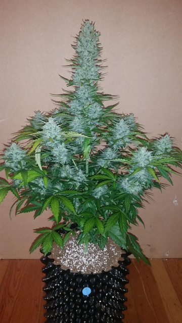 G14