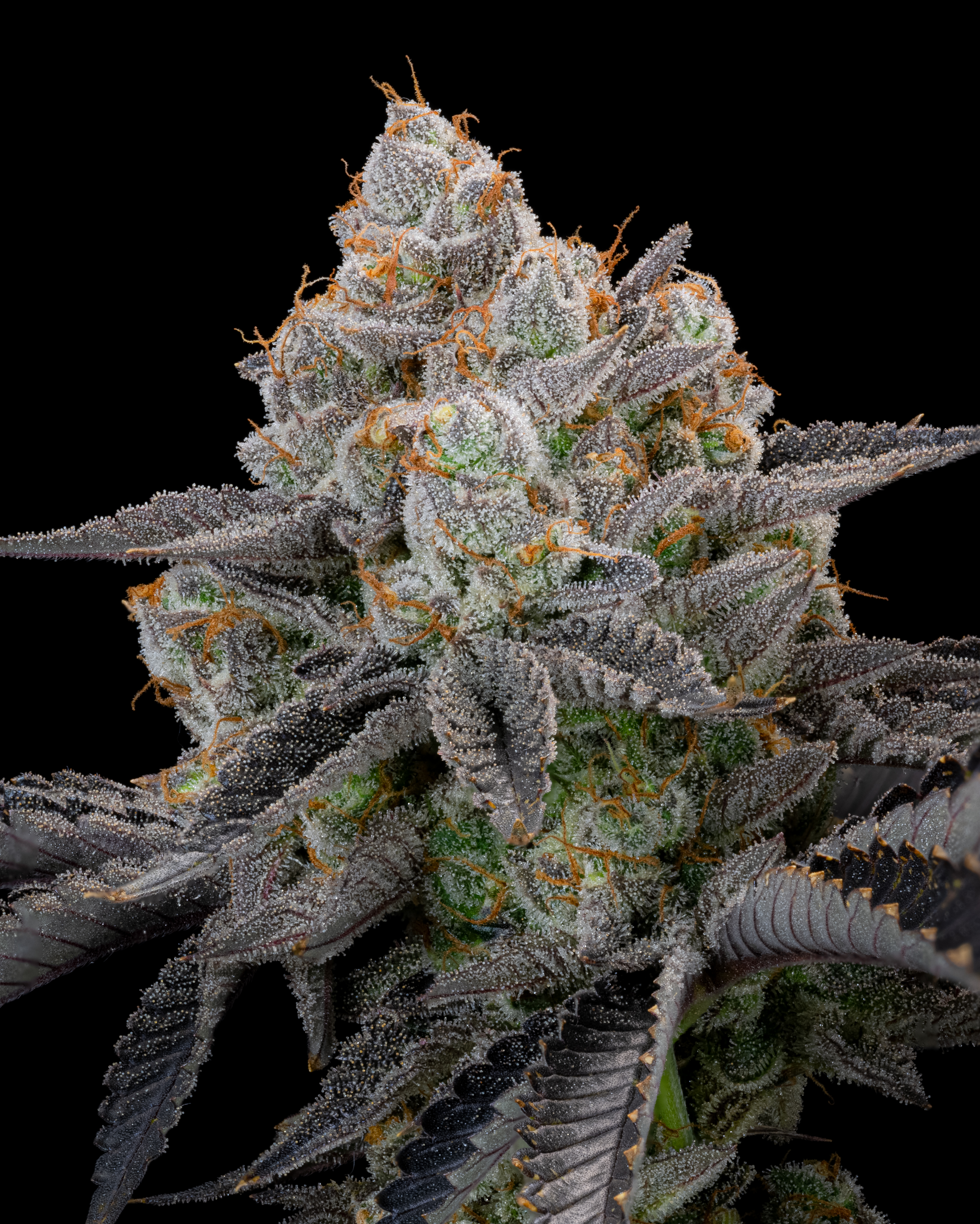 Gorilla Cookies FF