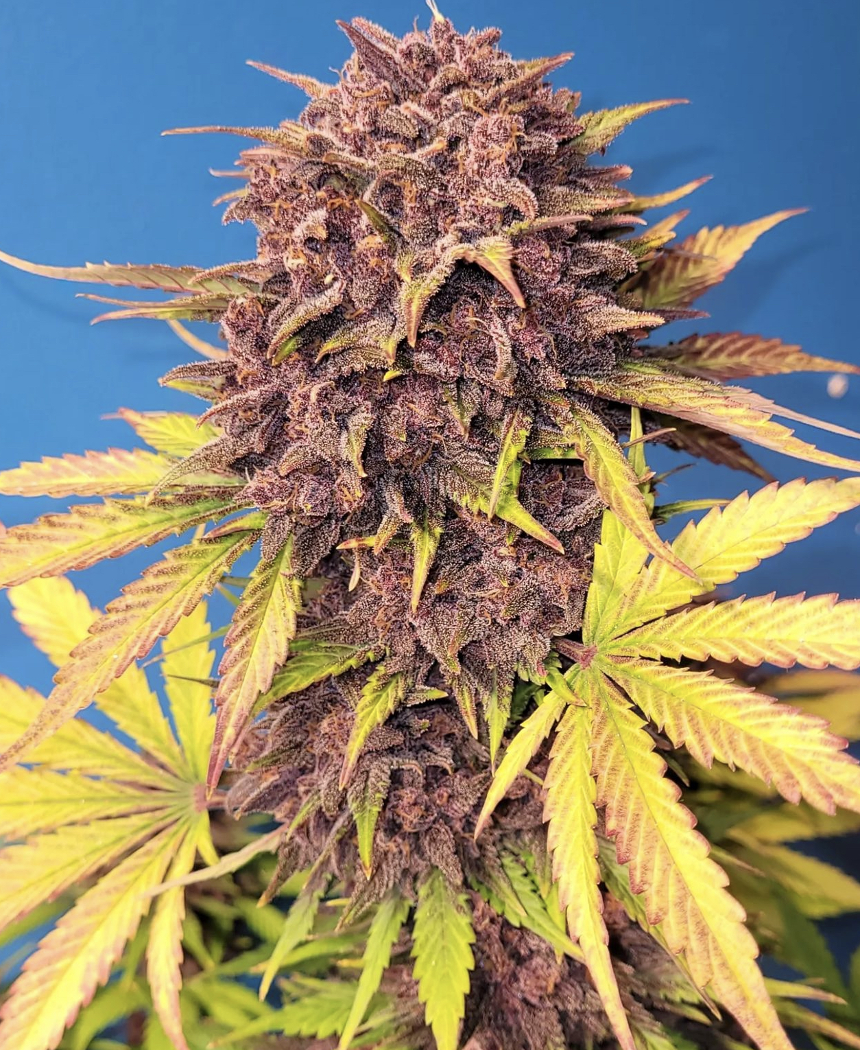Purple Lemonade