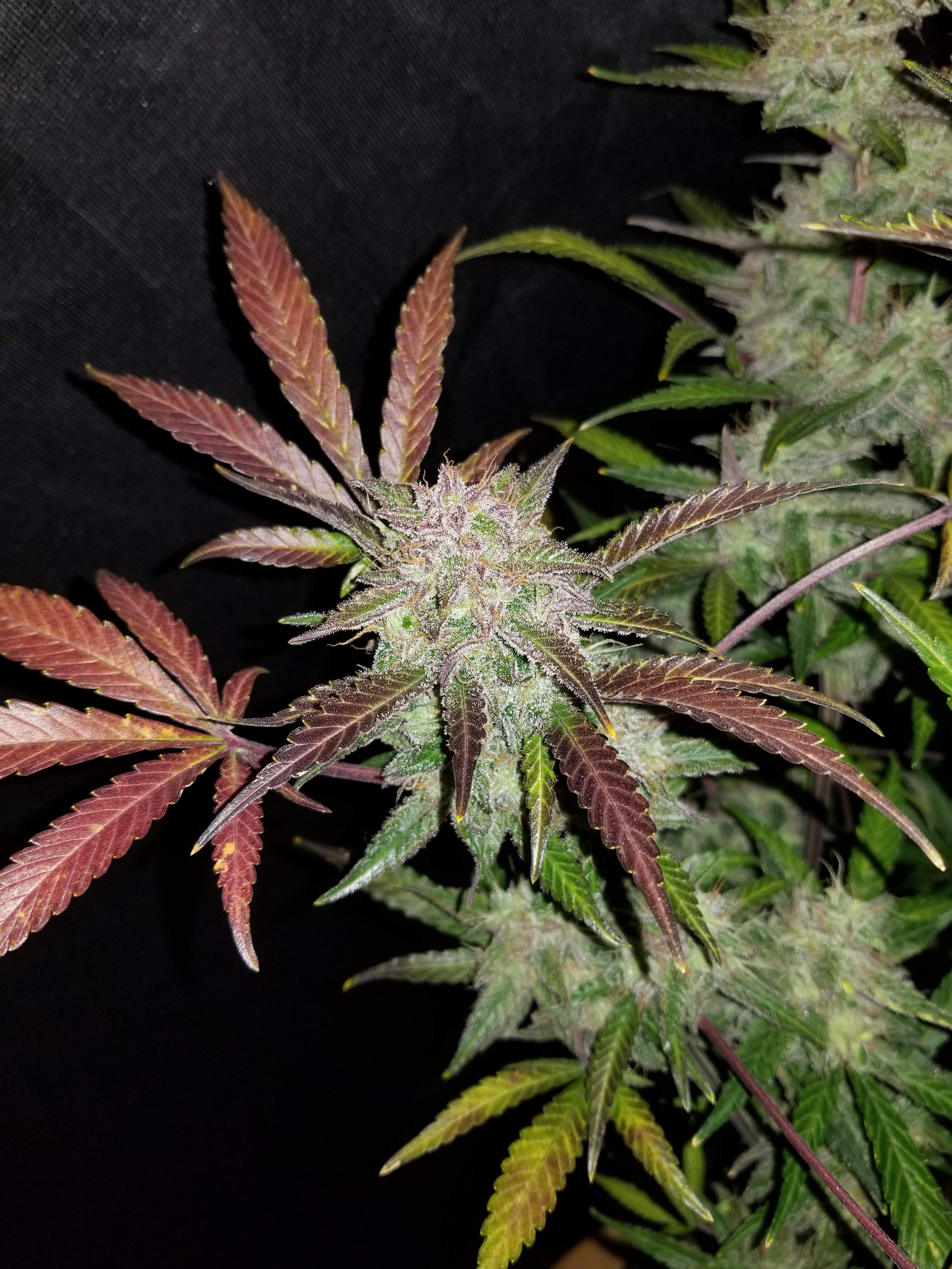Cream Cookies