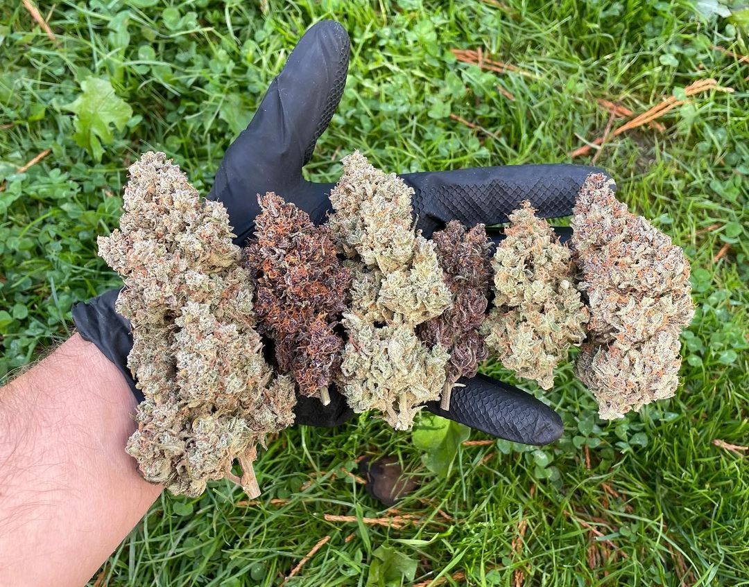 Mix pack auto