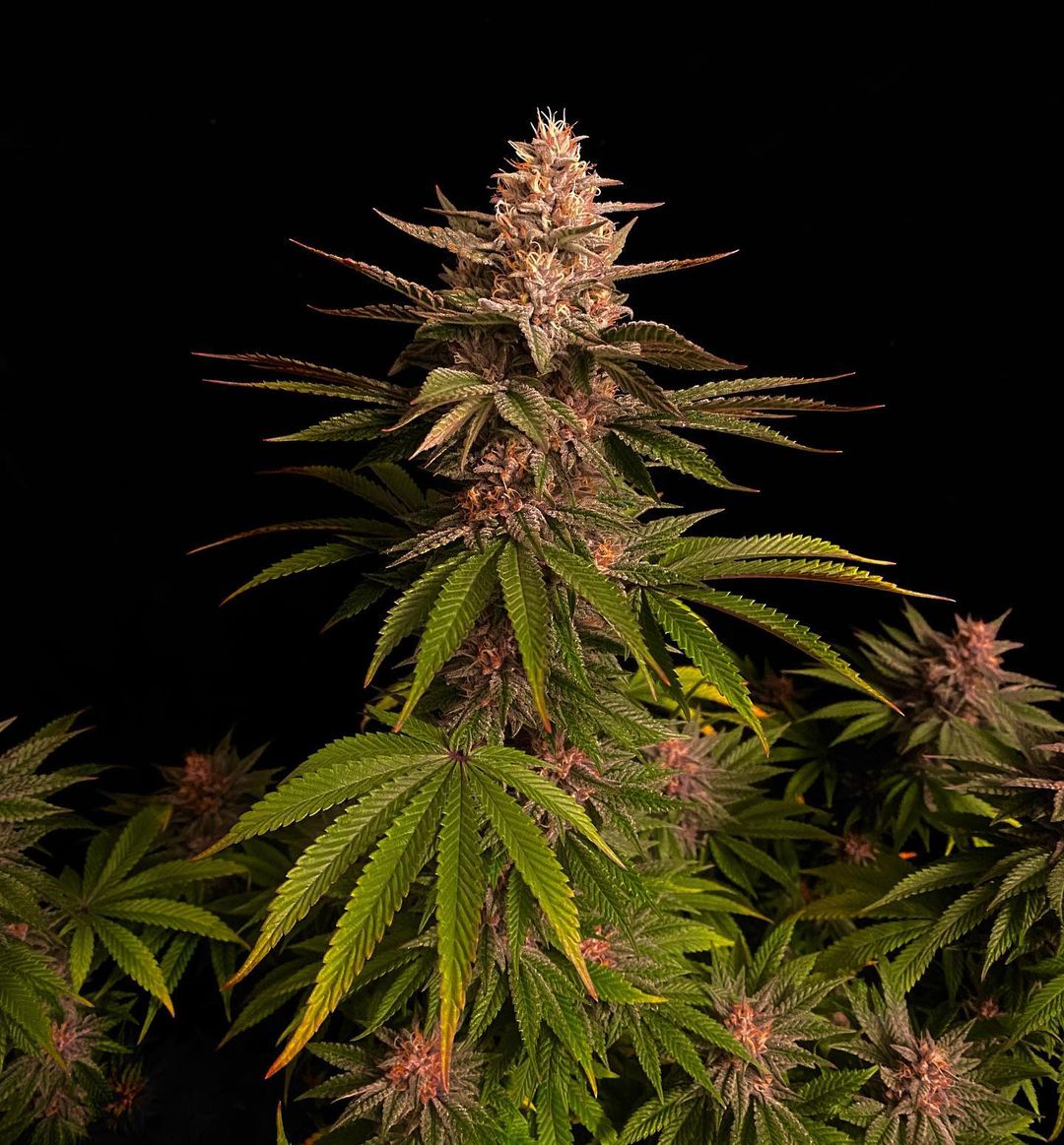 Purple Lemonade FF