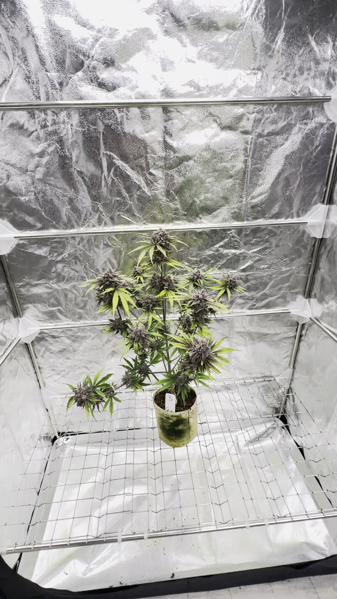 Cherry Cola Auto RF3