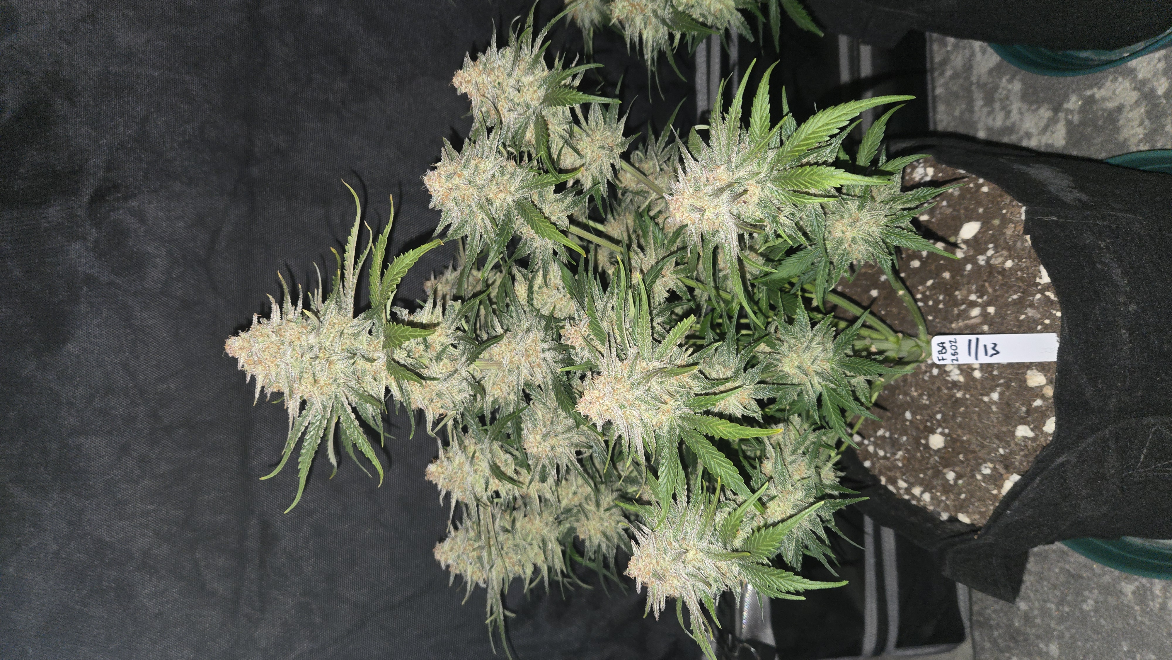 Frostbanger Auto