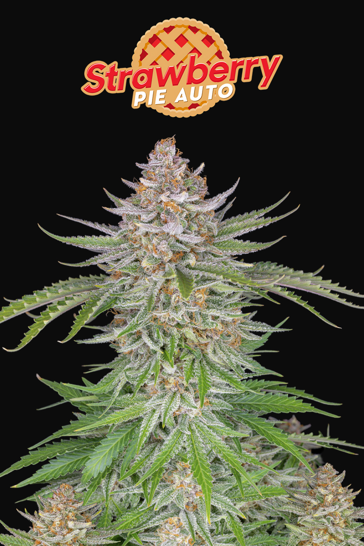 Strawberry Pie Auto