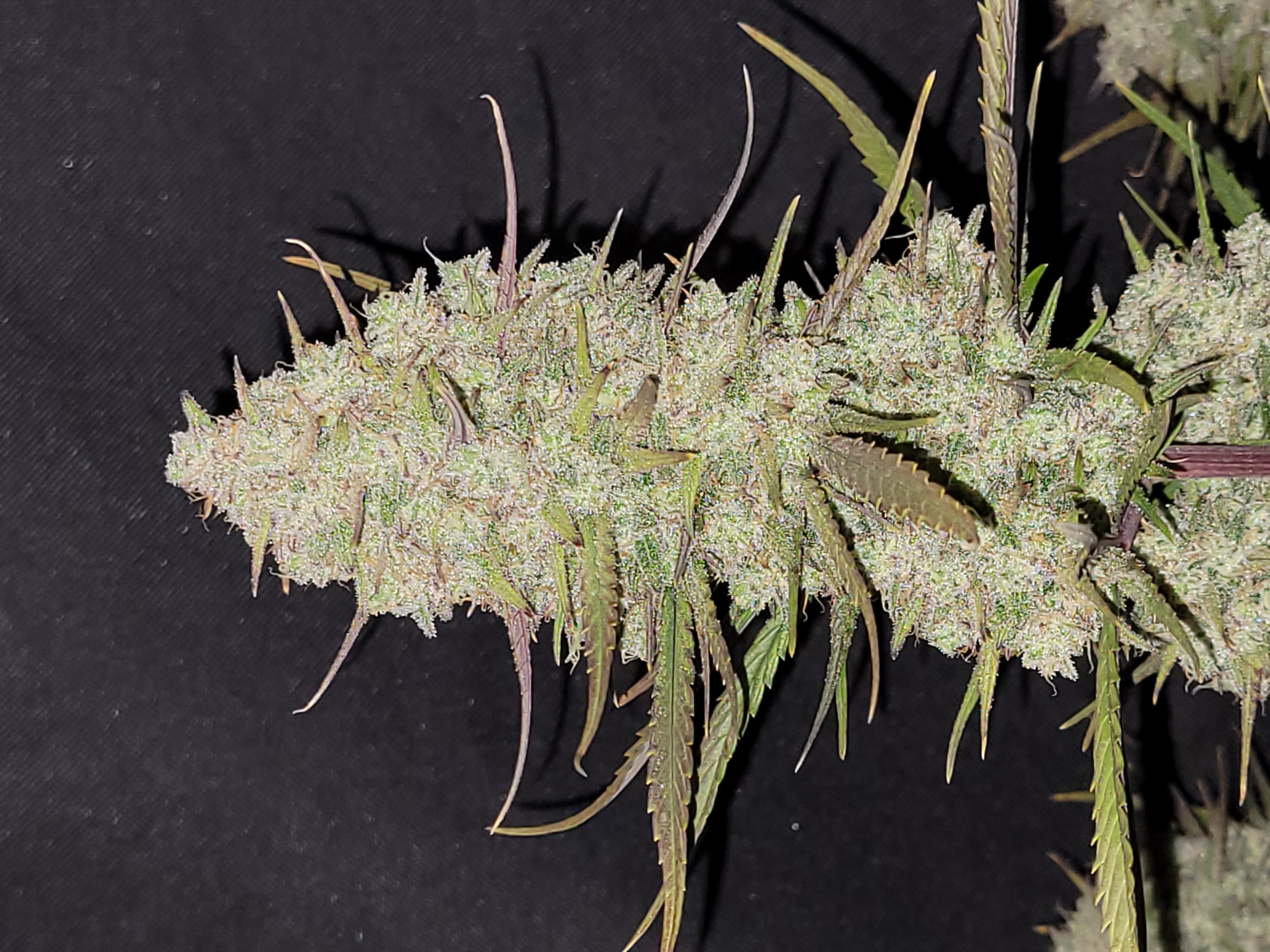 Tropicana Cookies Auto
