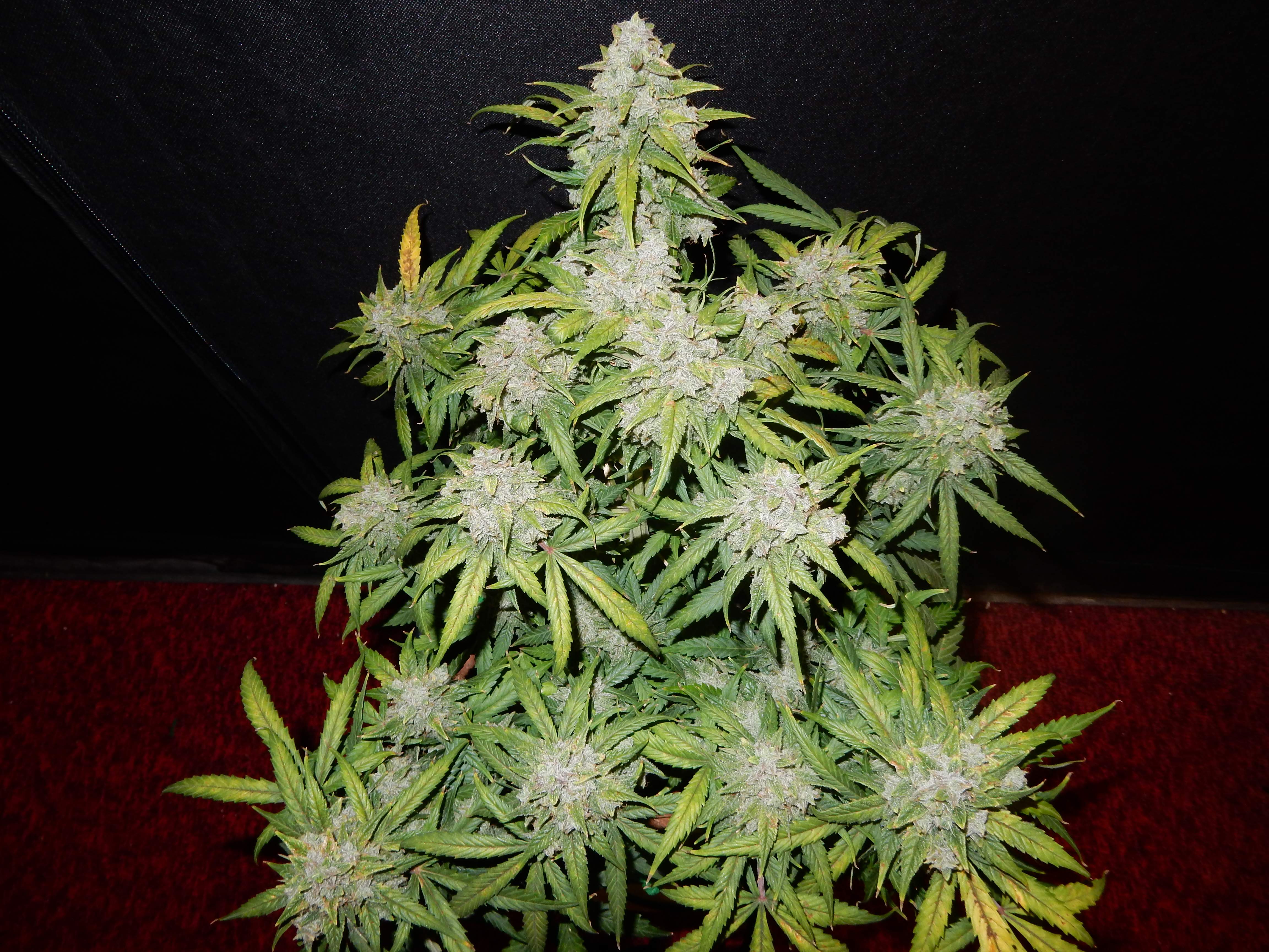 CBD Crack