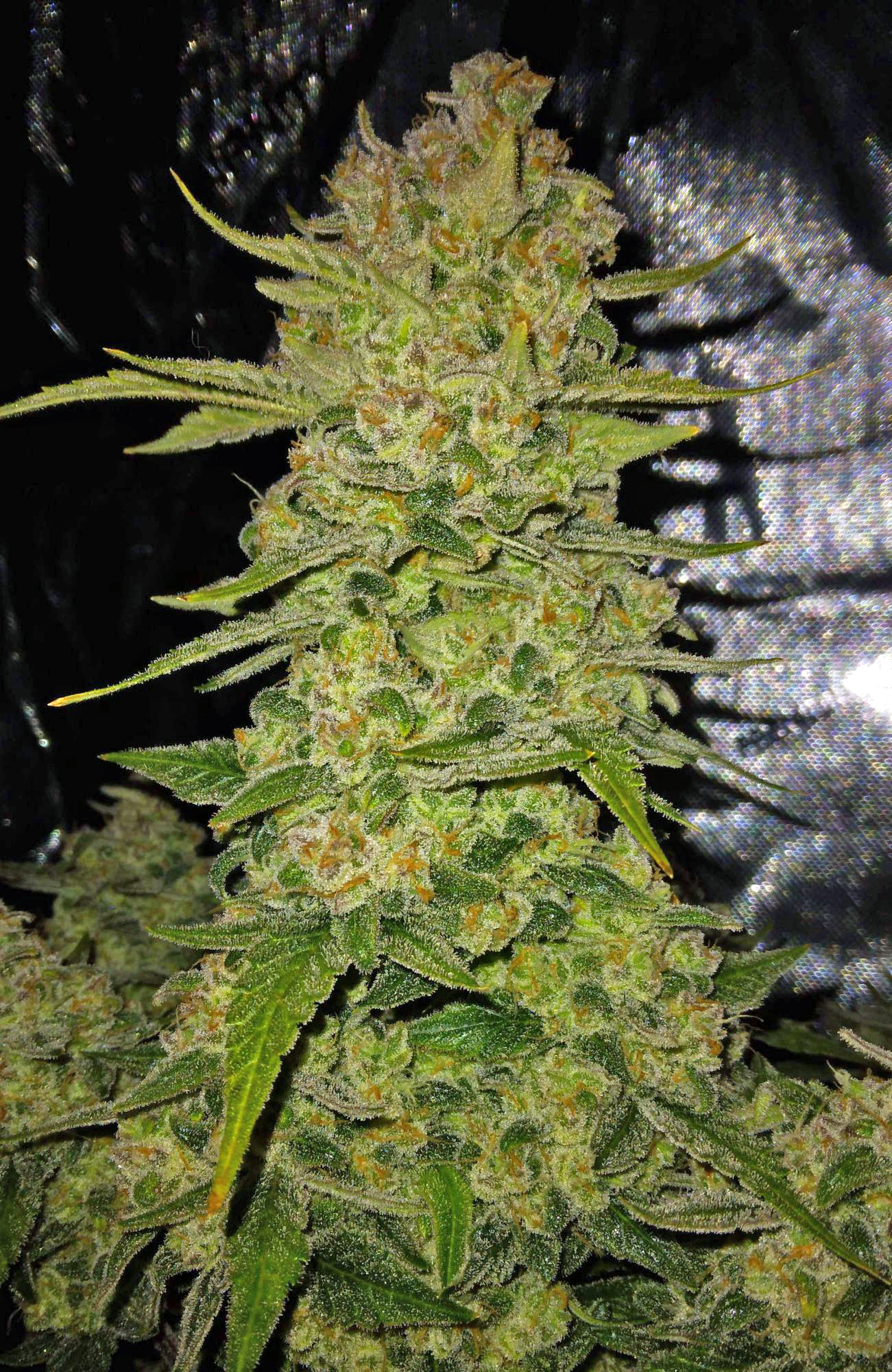  Papaya Cookies Auto