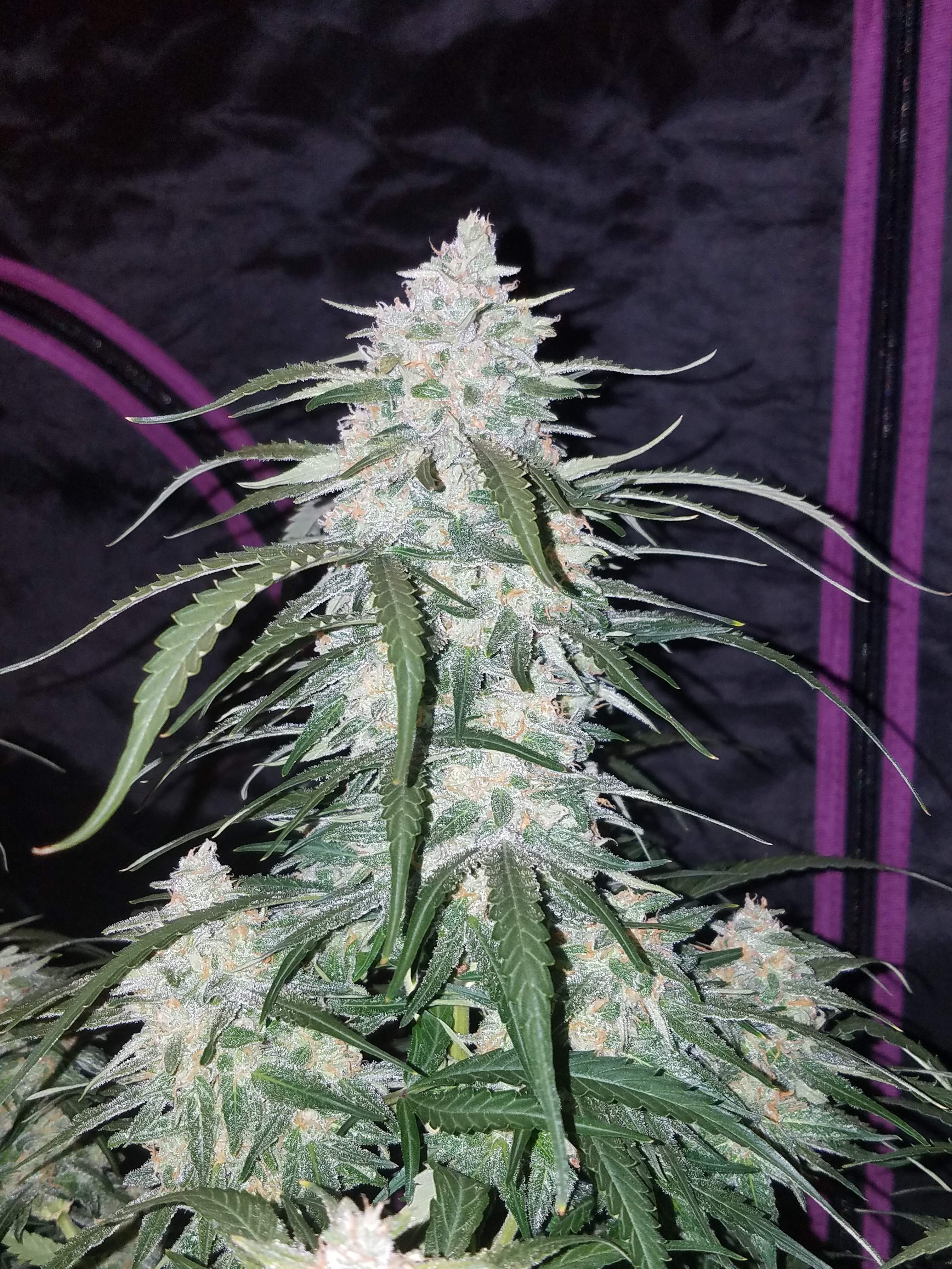 Pineapple Express