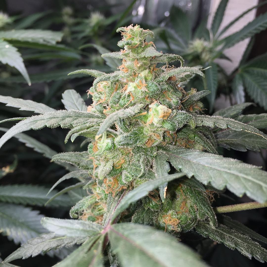 Green Crack