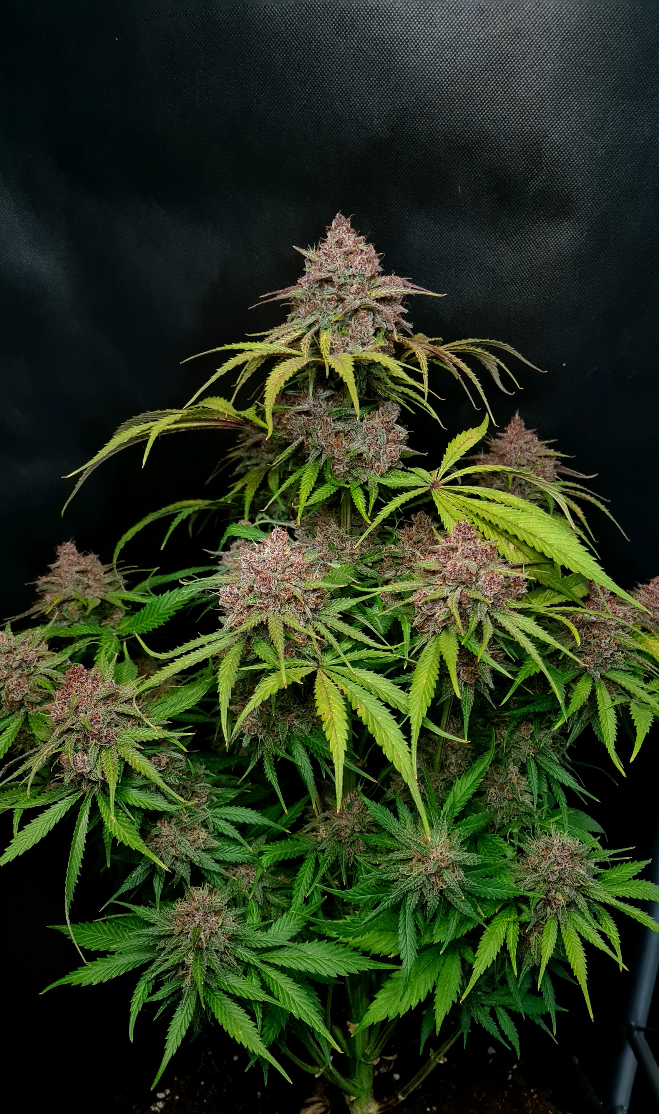 Gorilla Punch Auto