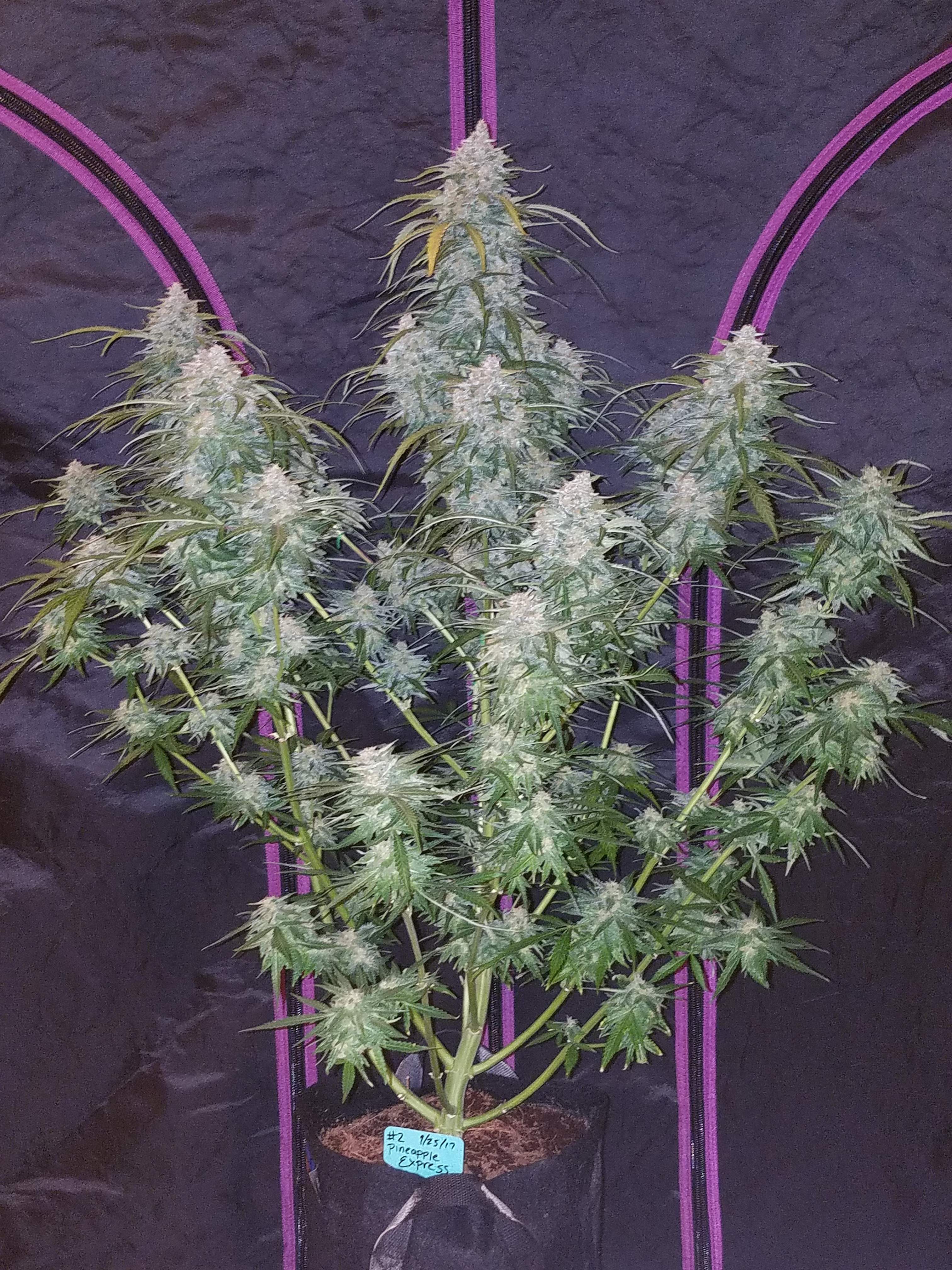 Pineapple Express