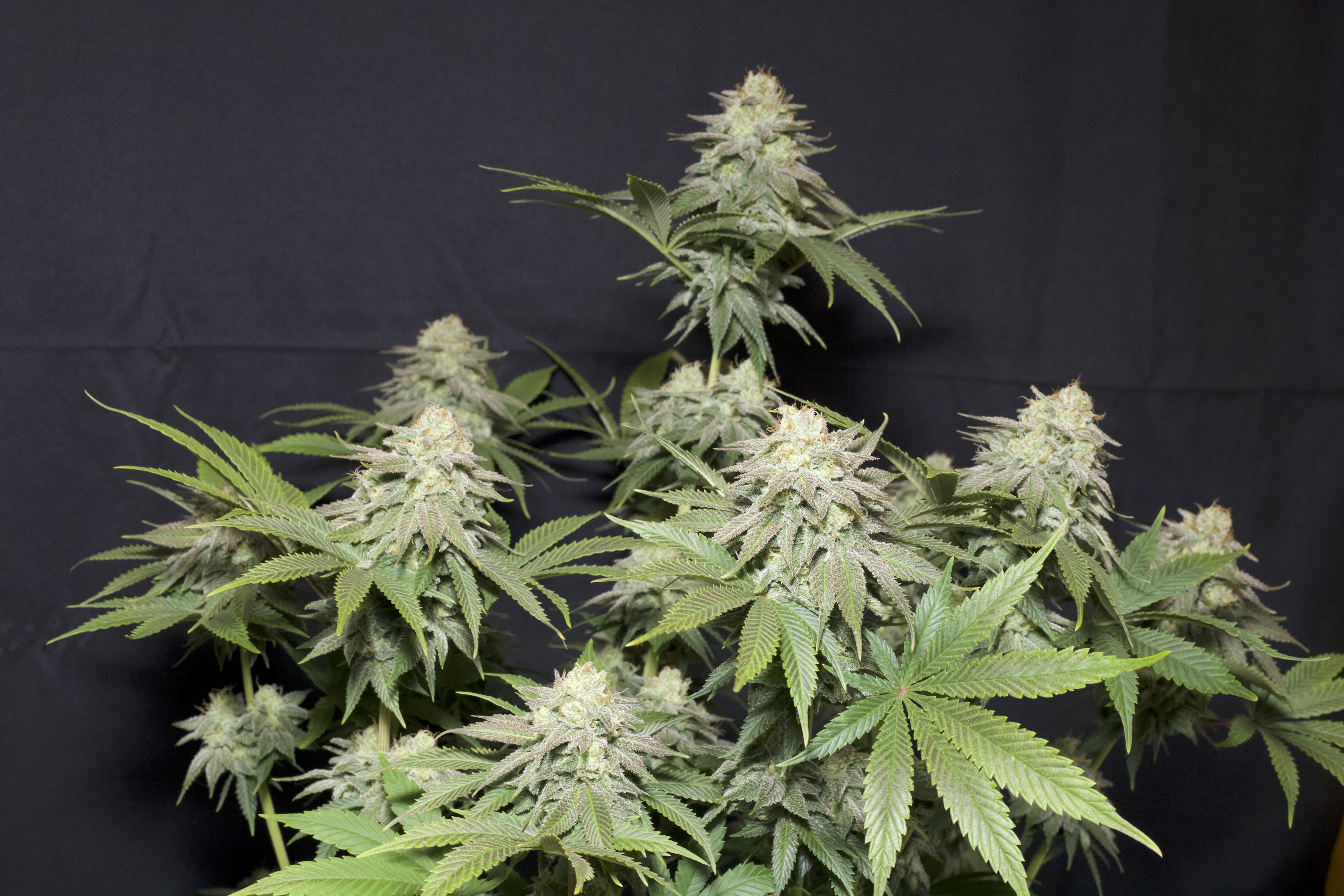 Orange Sherbet FF