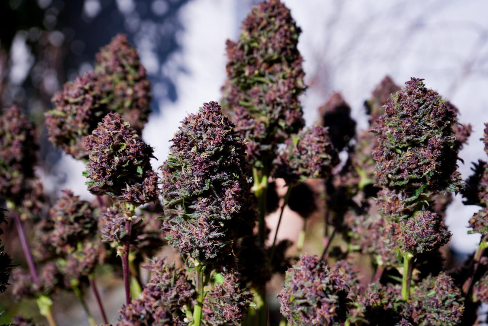 Purple Haze Auto