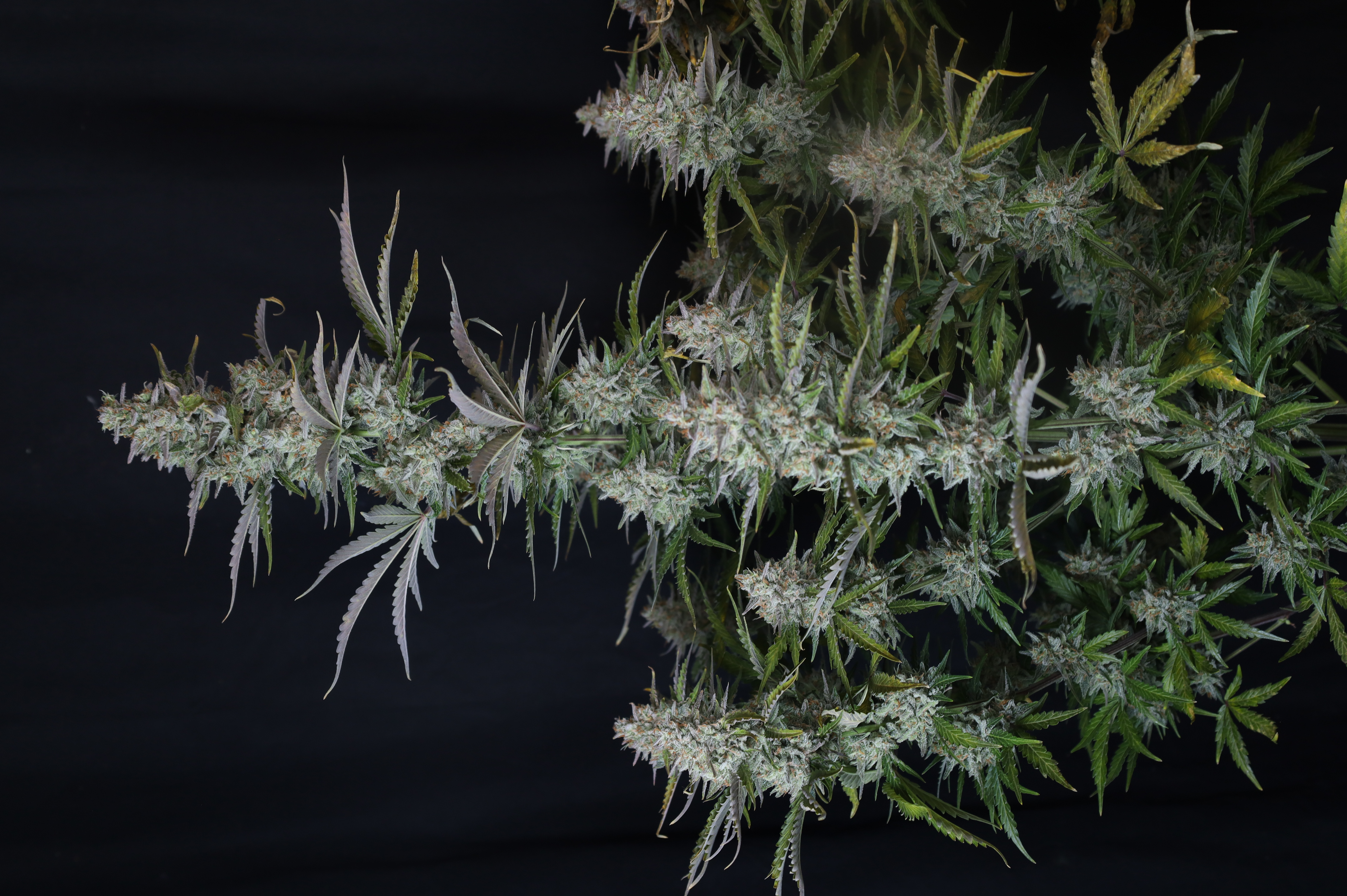 Gorilla Z Auto