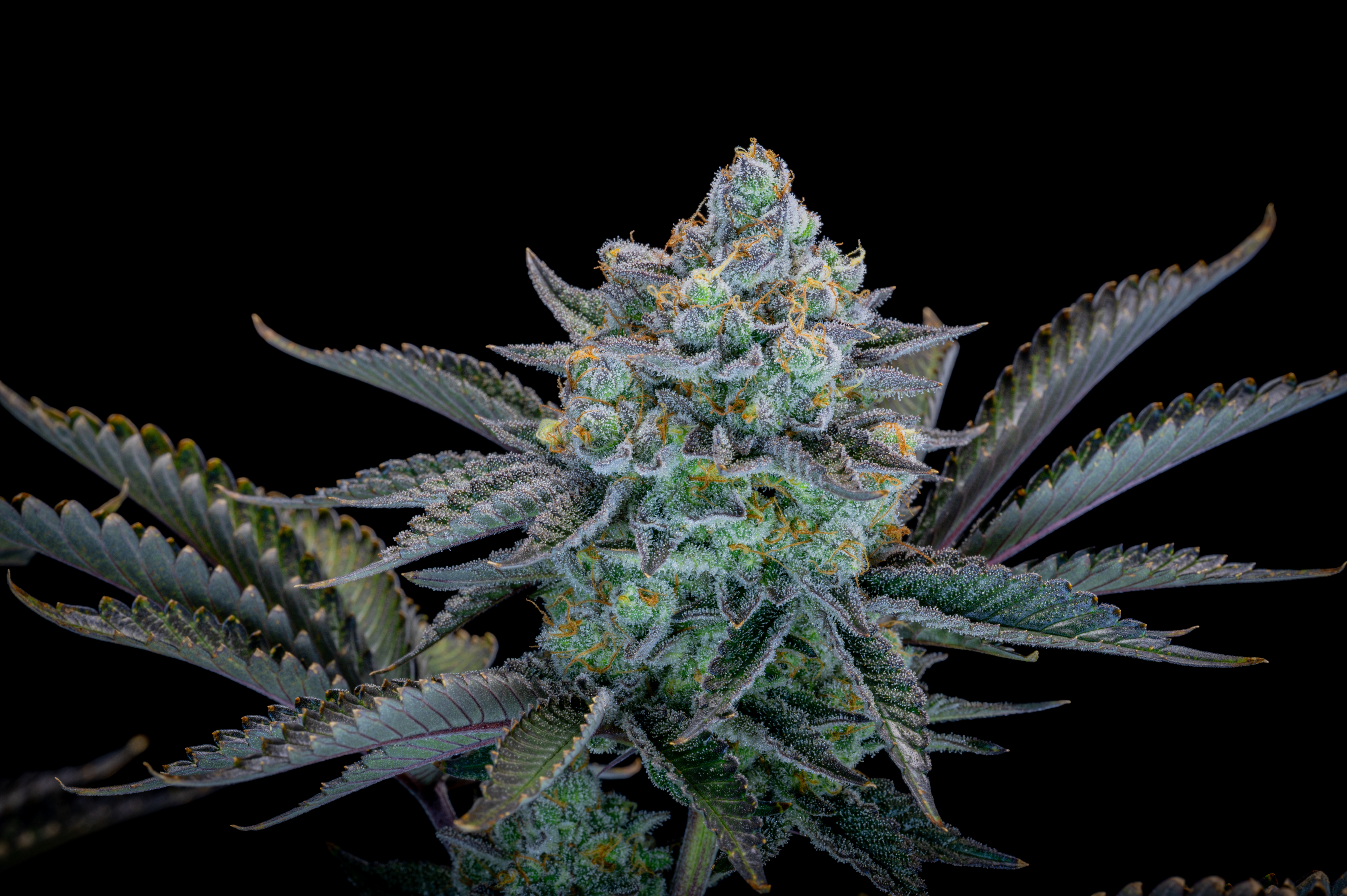 Gorilla Cookies FF