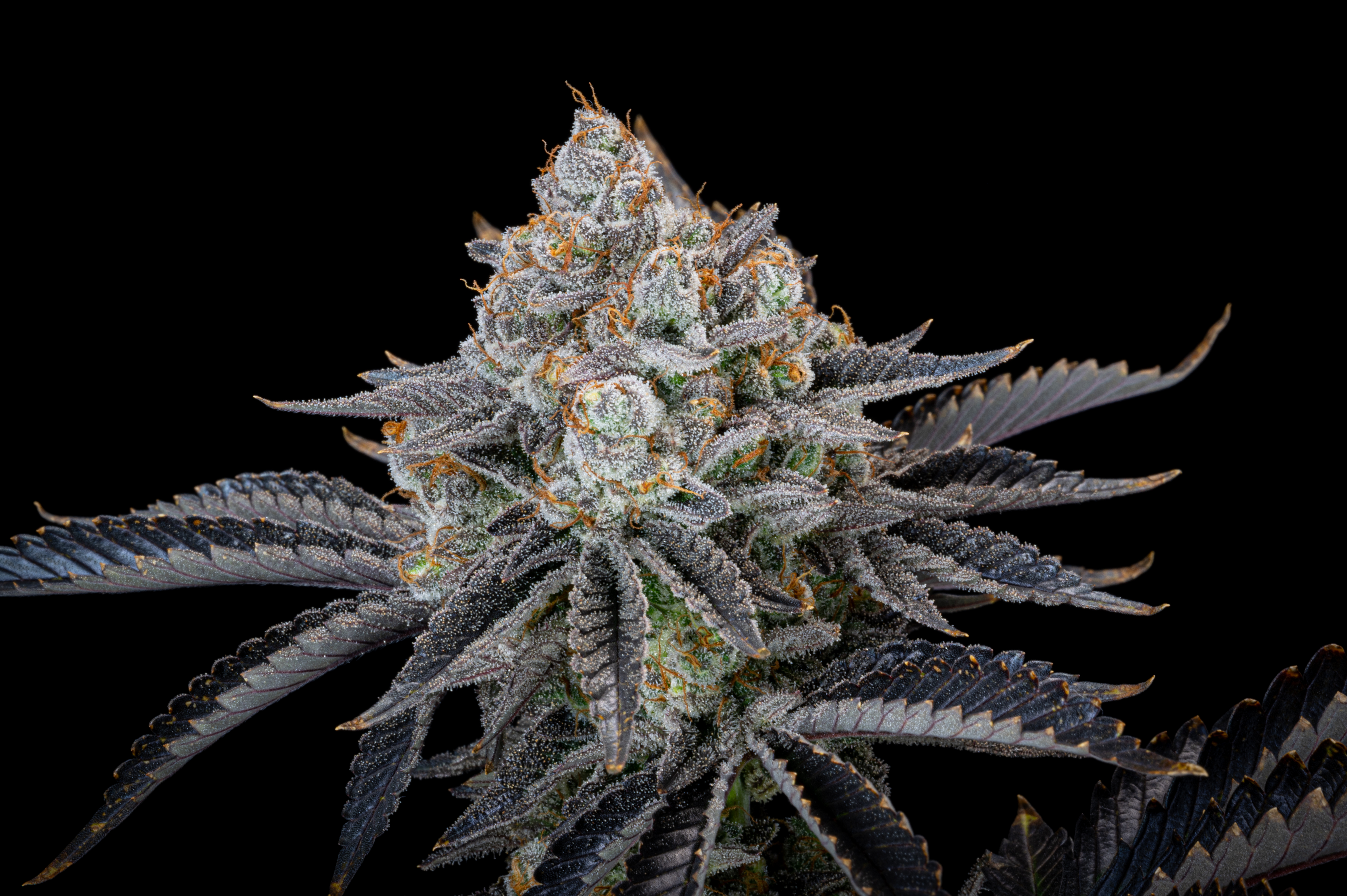 Gorilla Cookies FF