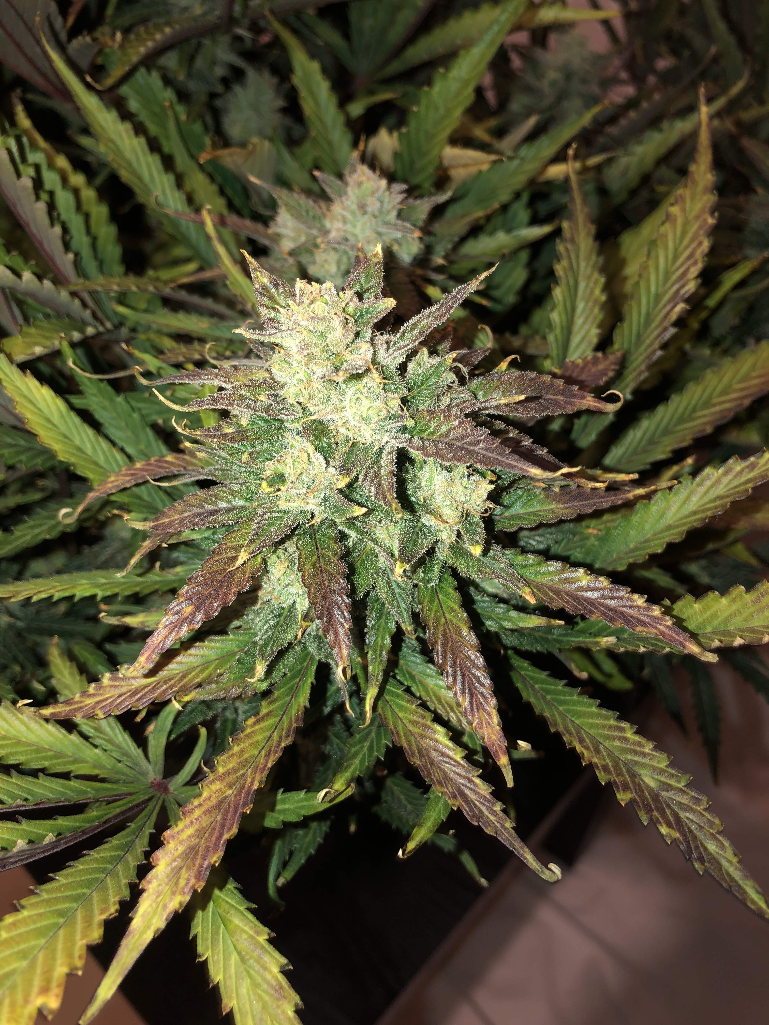 Gorilla Glue