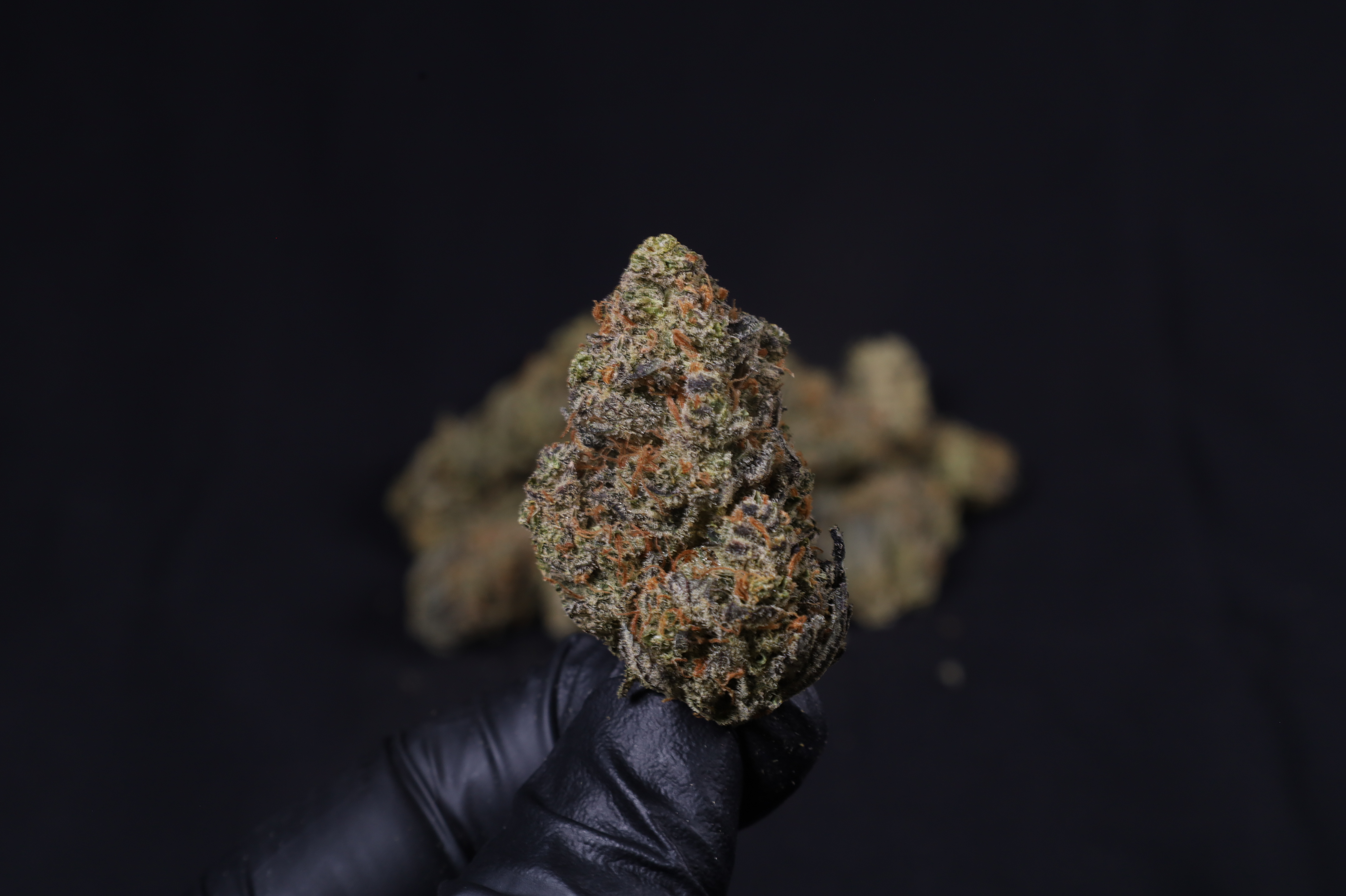 Guava Auto RF3