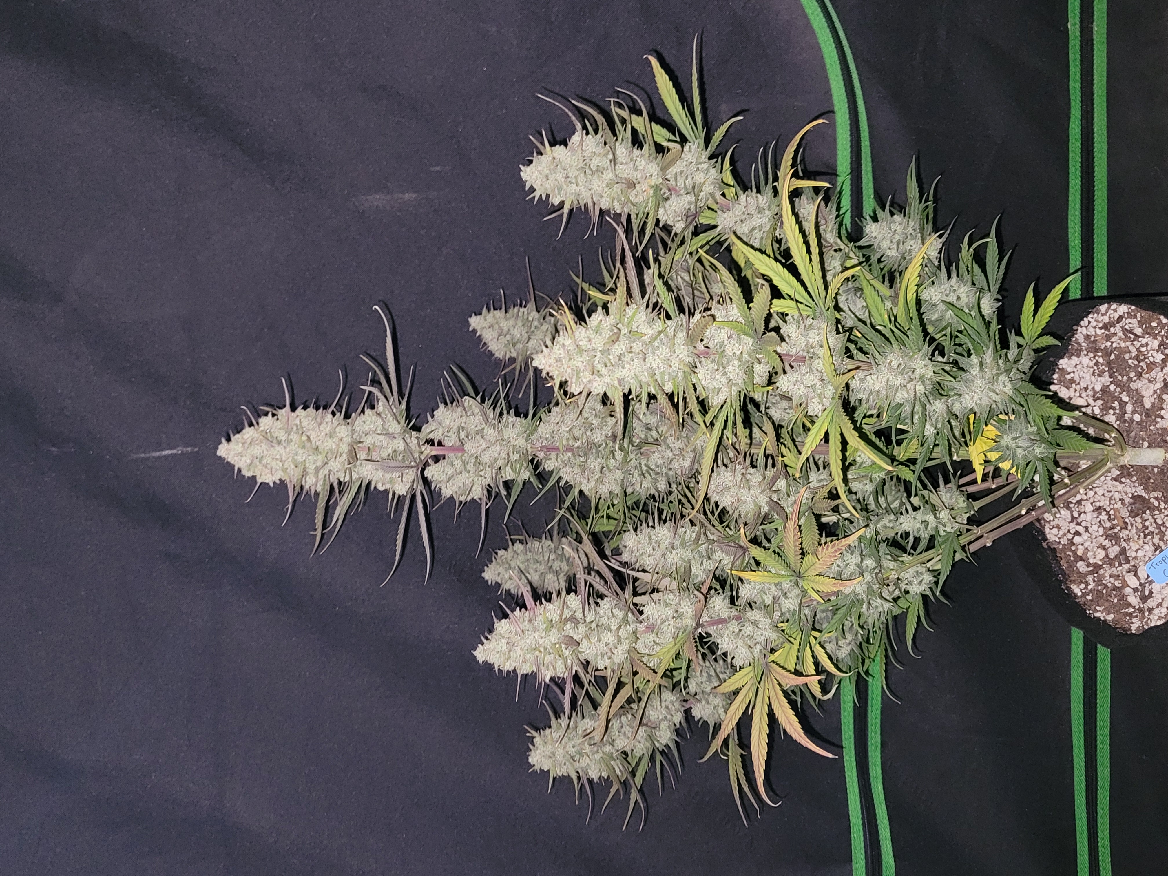Tropicana Cookies Auto