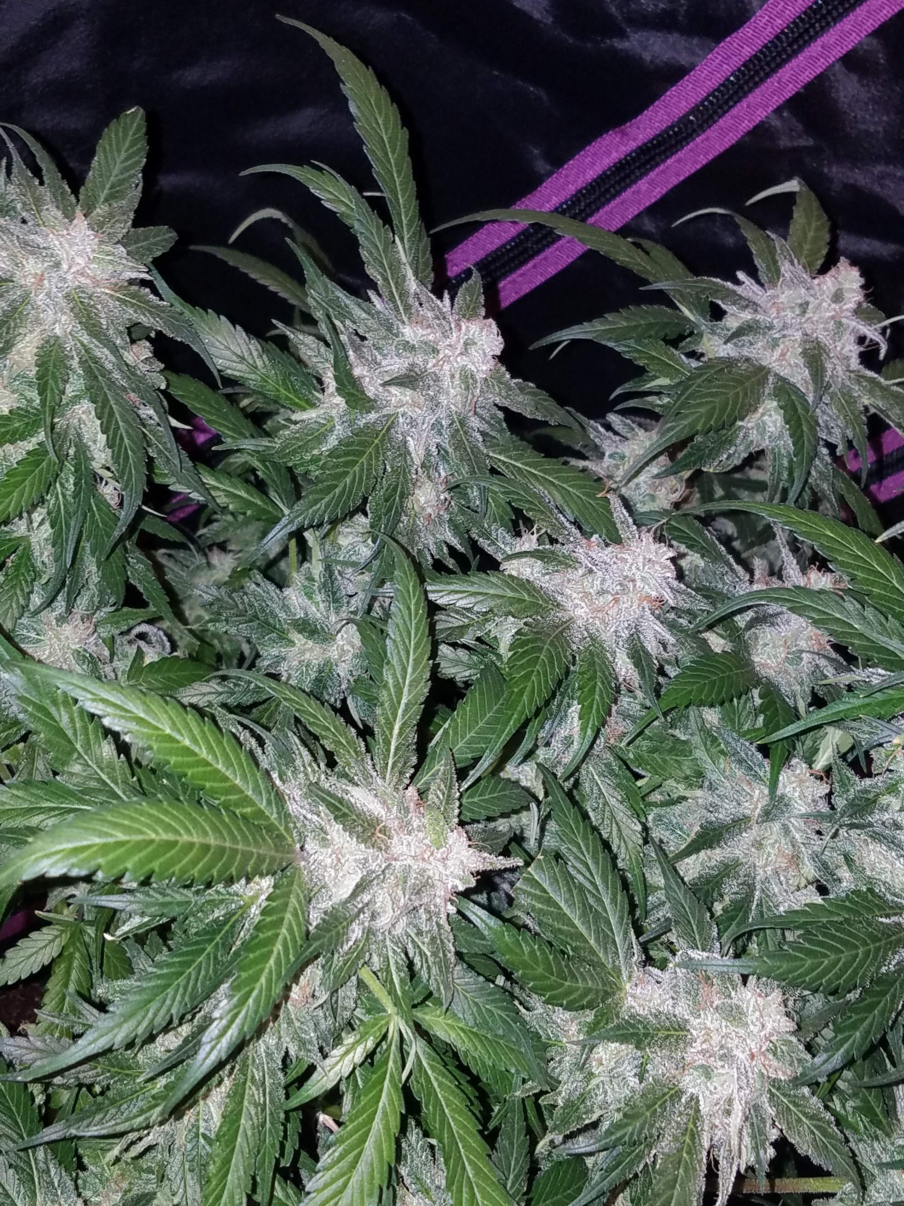 Tangie Matic