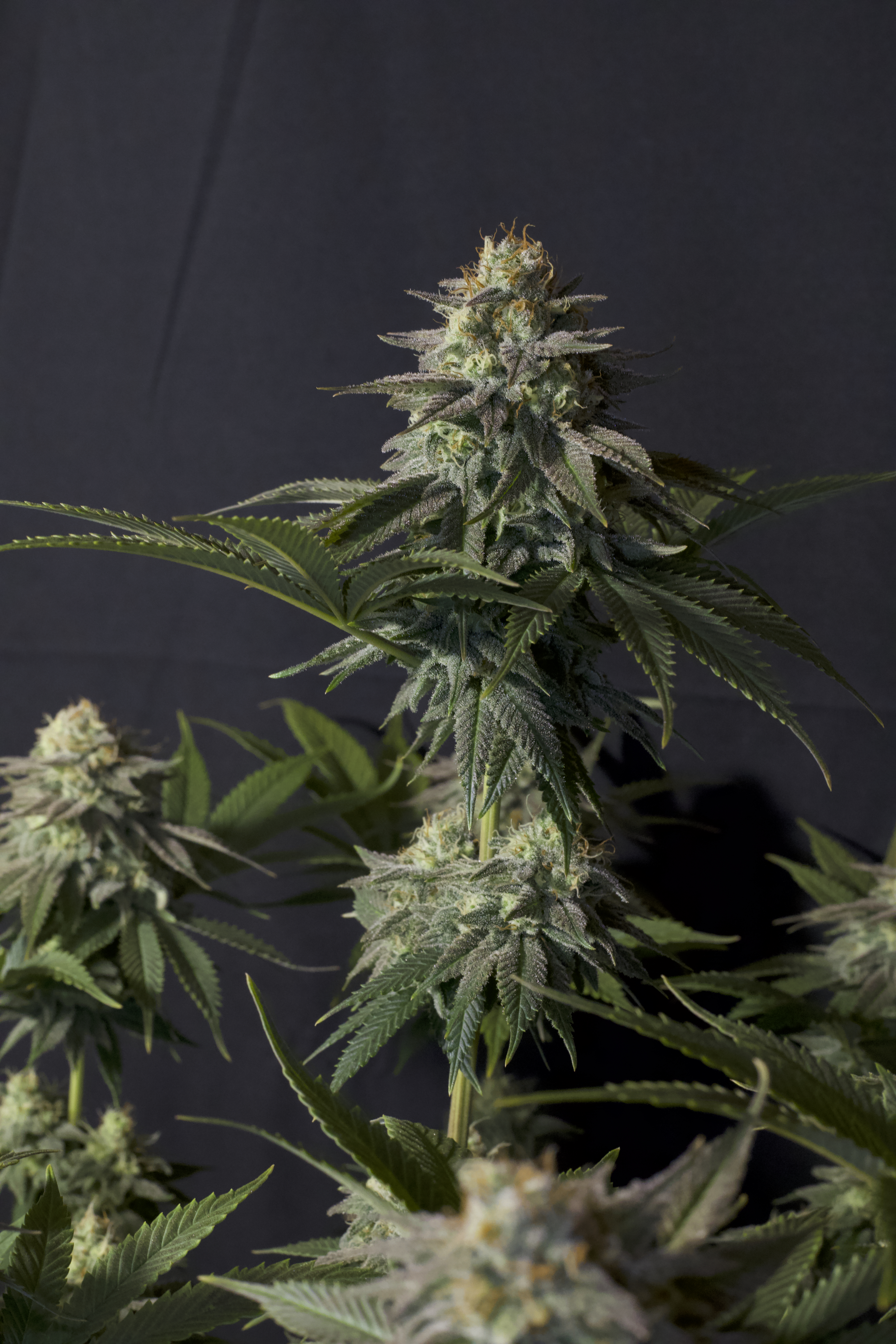 Orange Sherbet FF