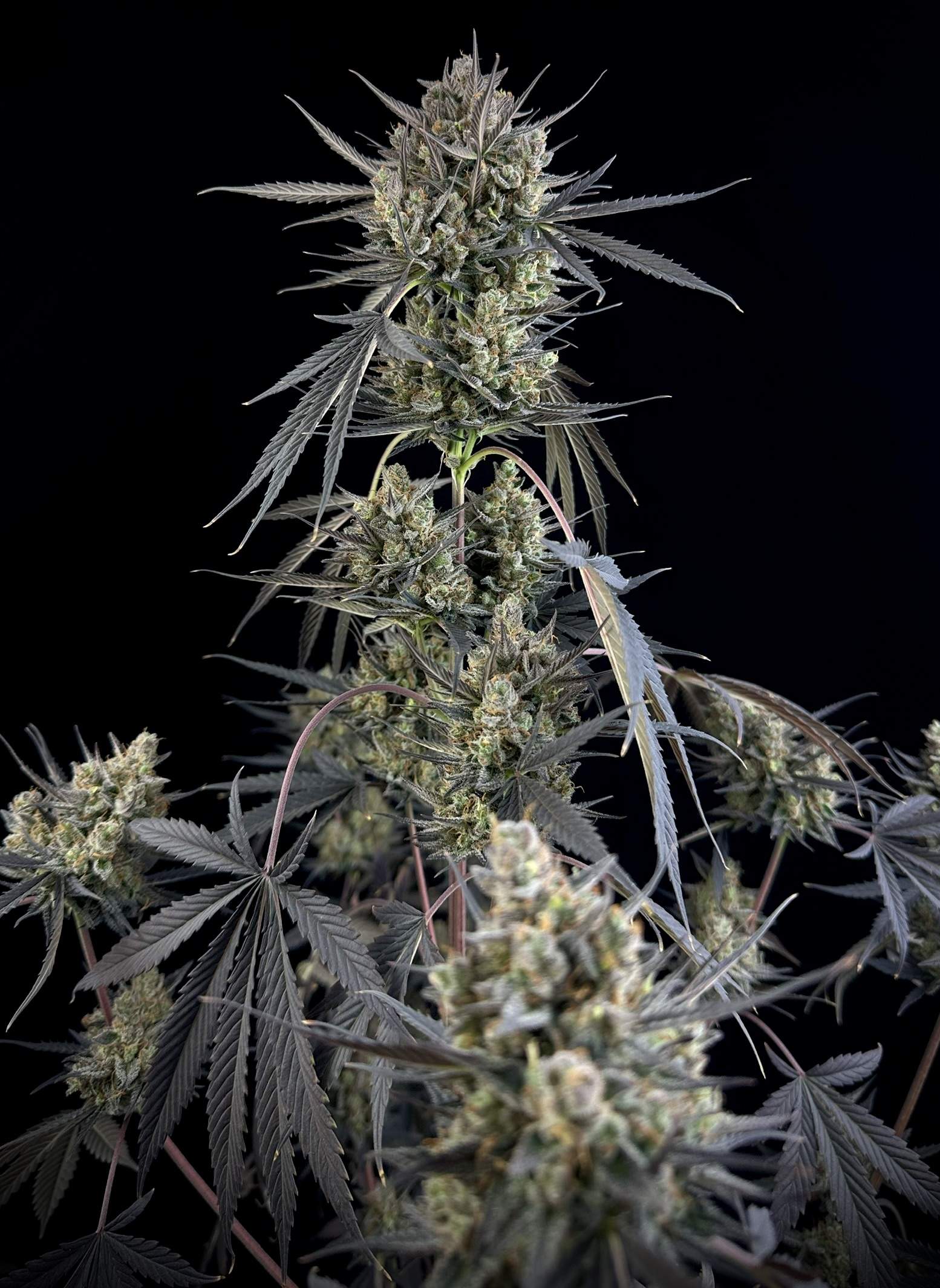 Pound Cake Auto