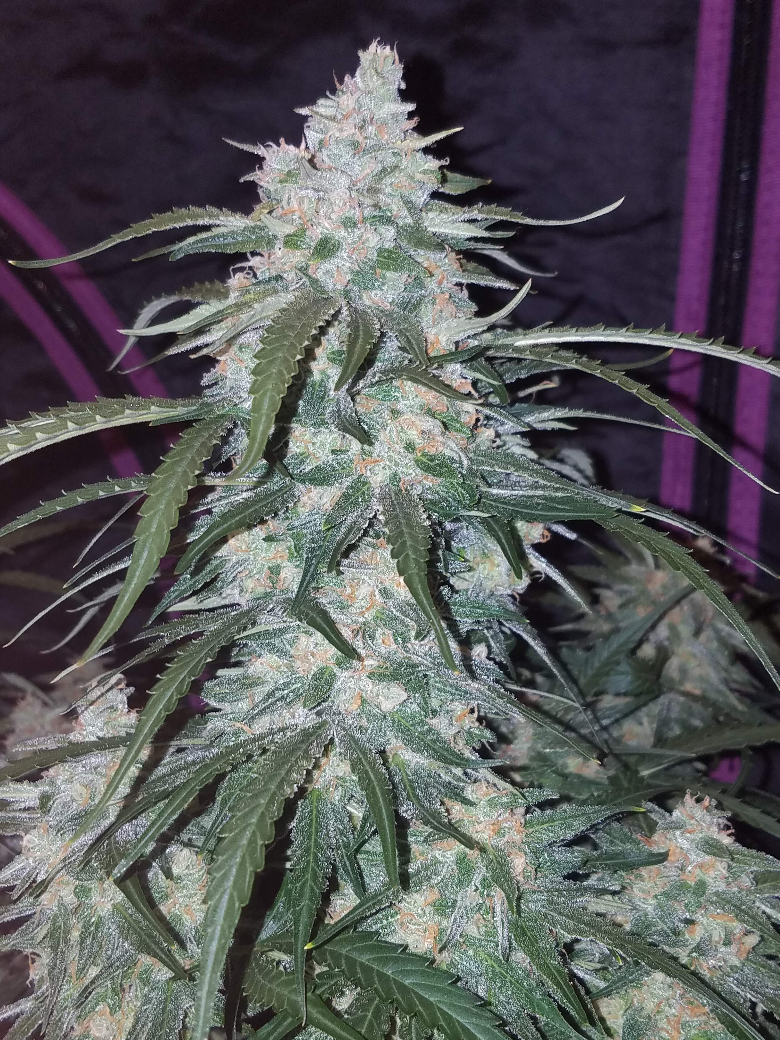 Pineapple Express