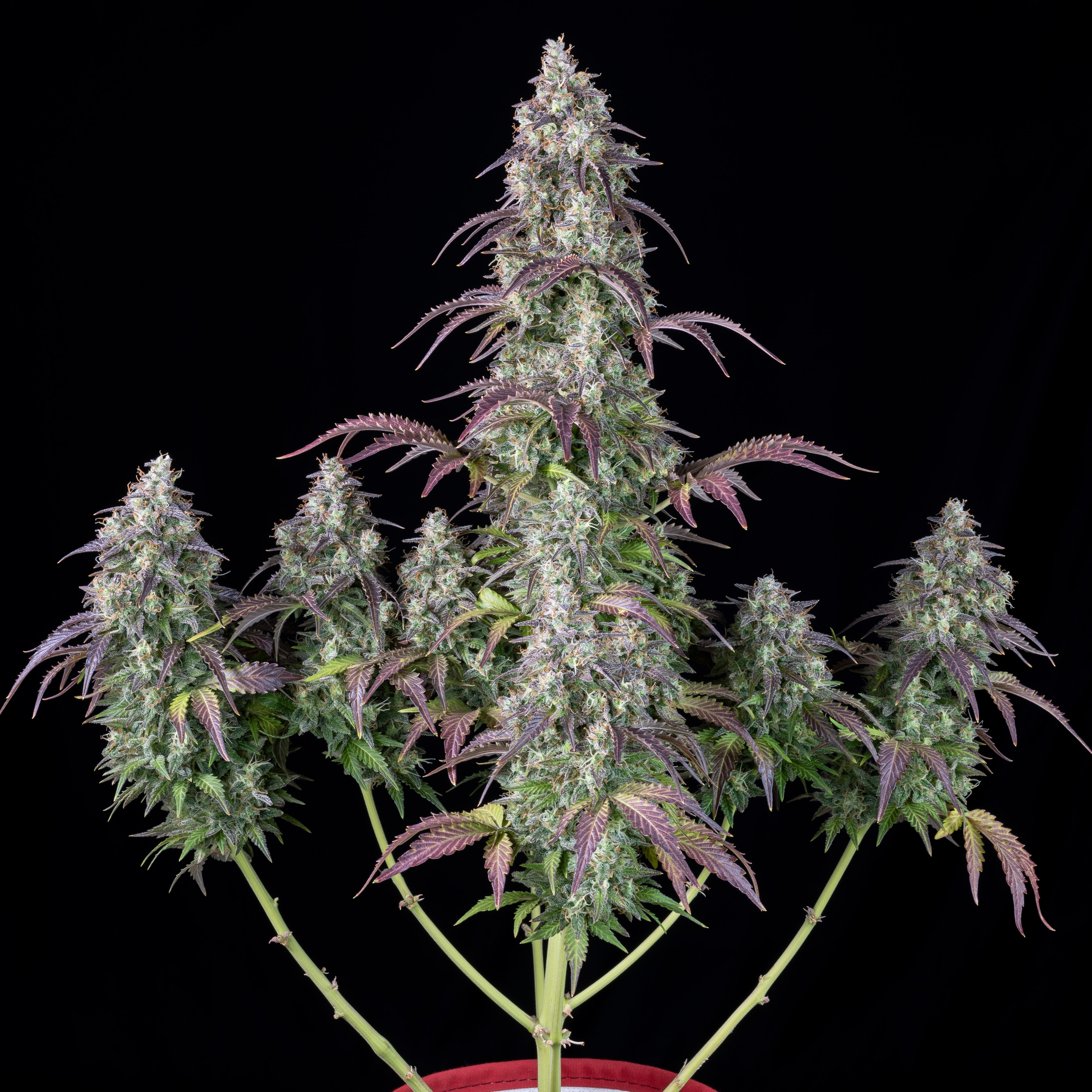 Lemon Pie Auto
