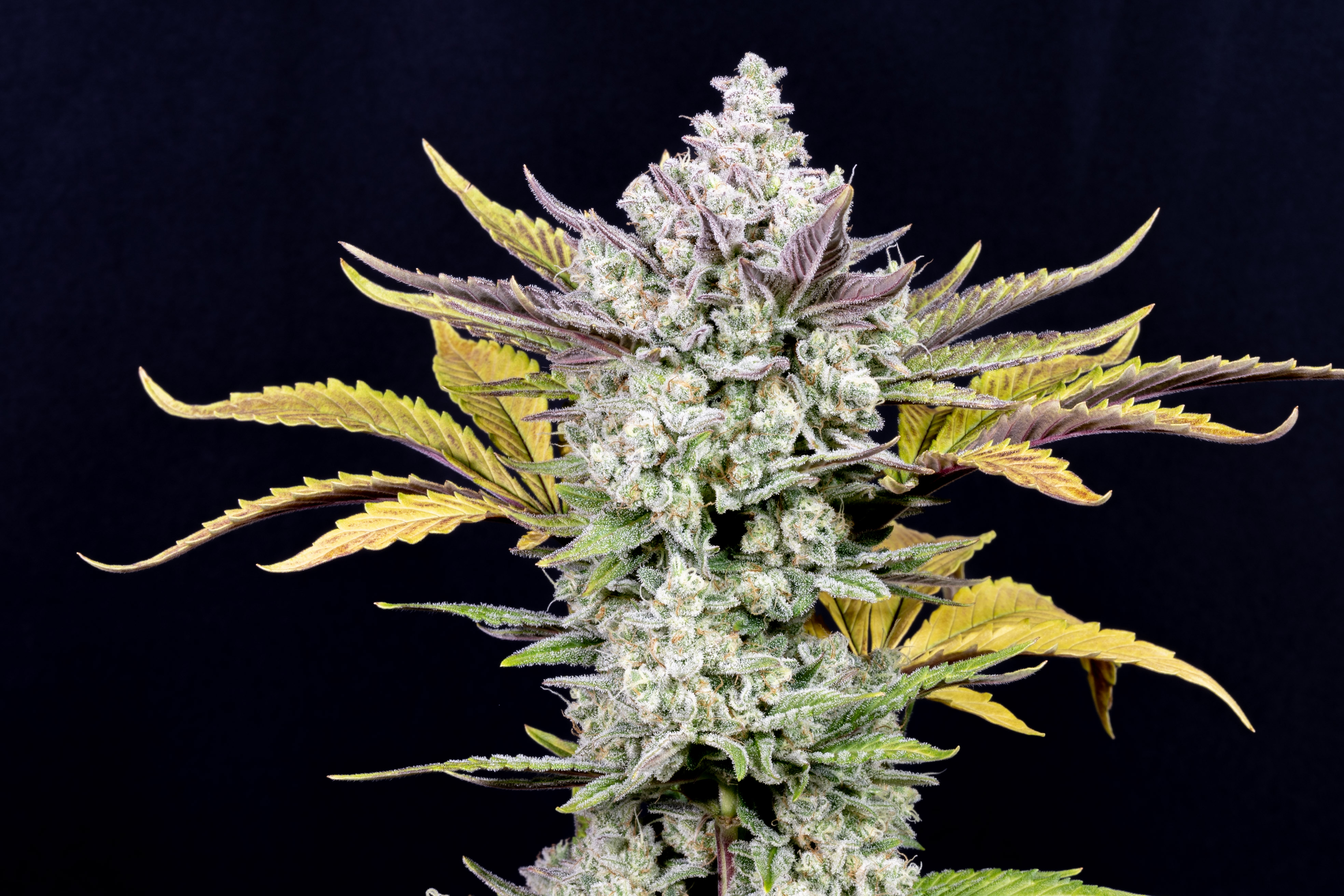 Gorilla Cookies