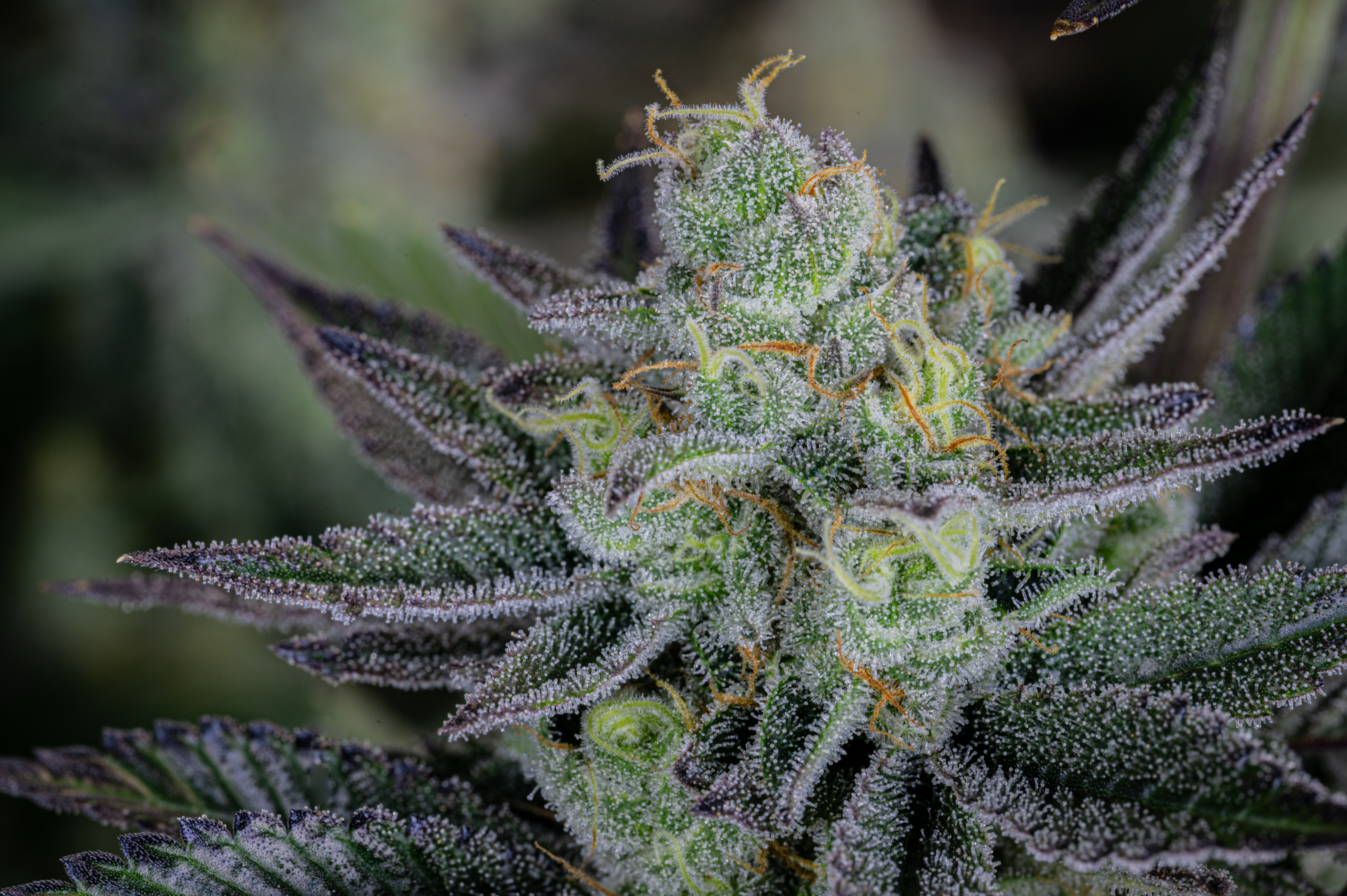 Gorilla Cookies FF