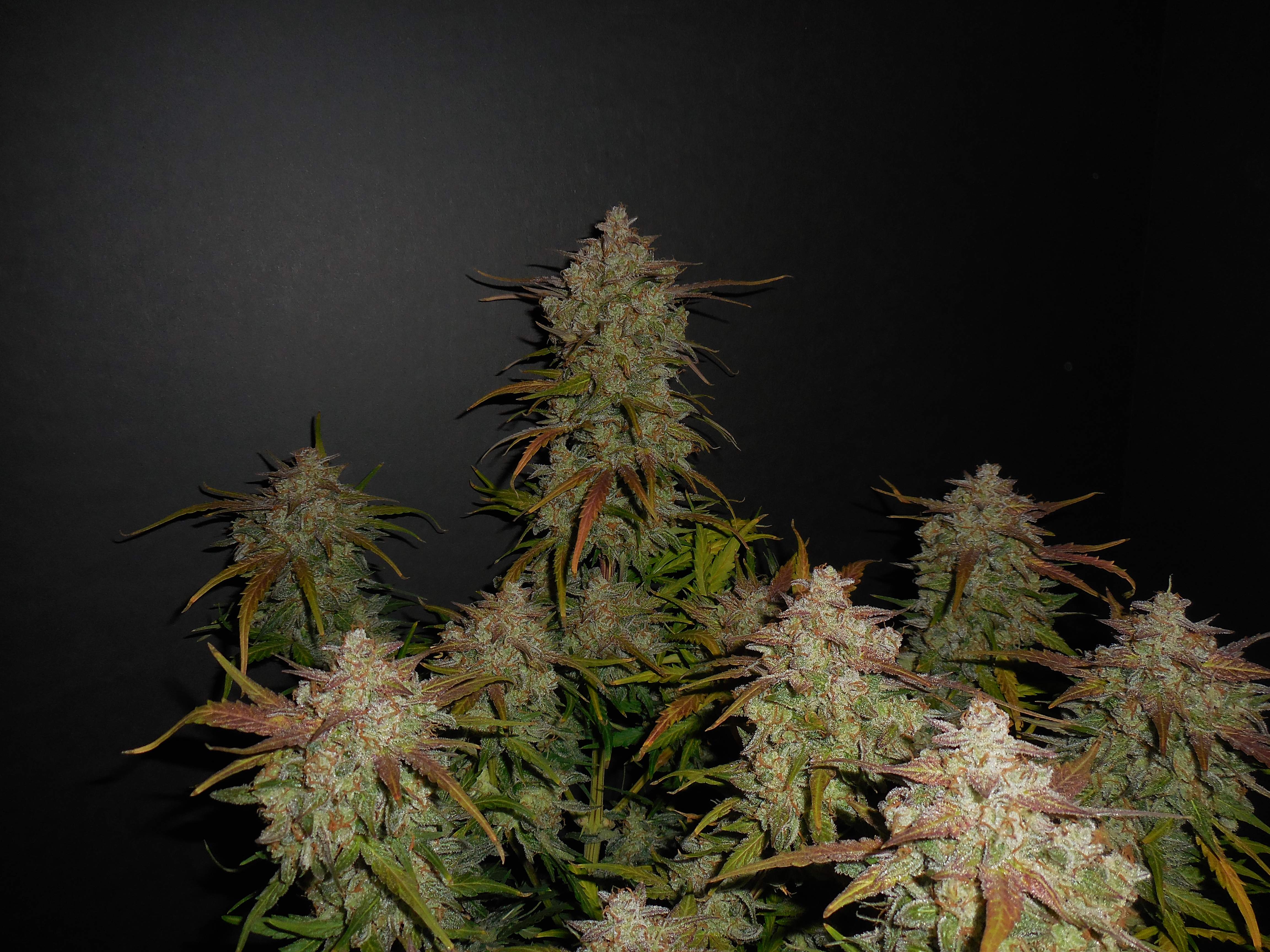Lemon AK