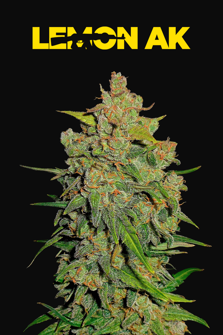 Lemon AK