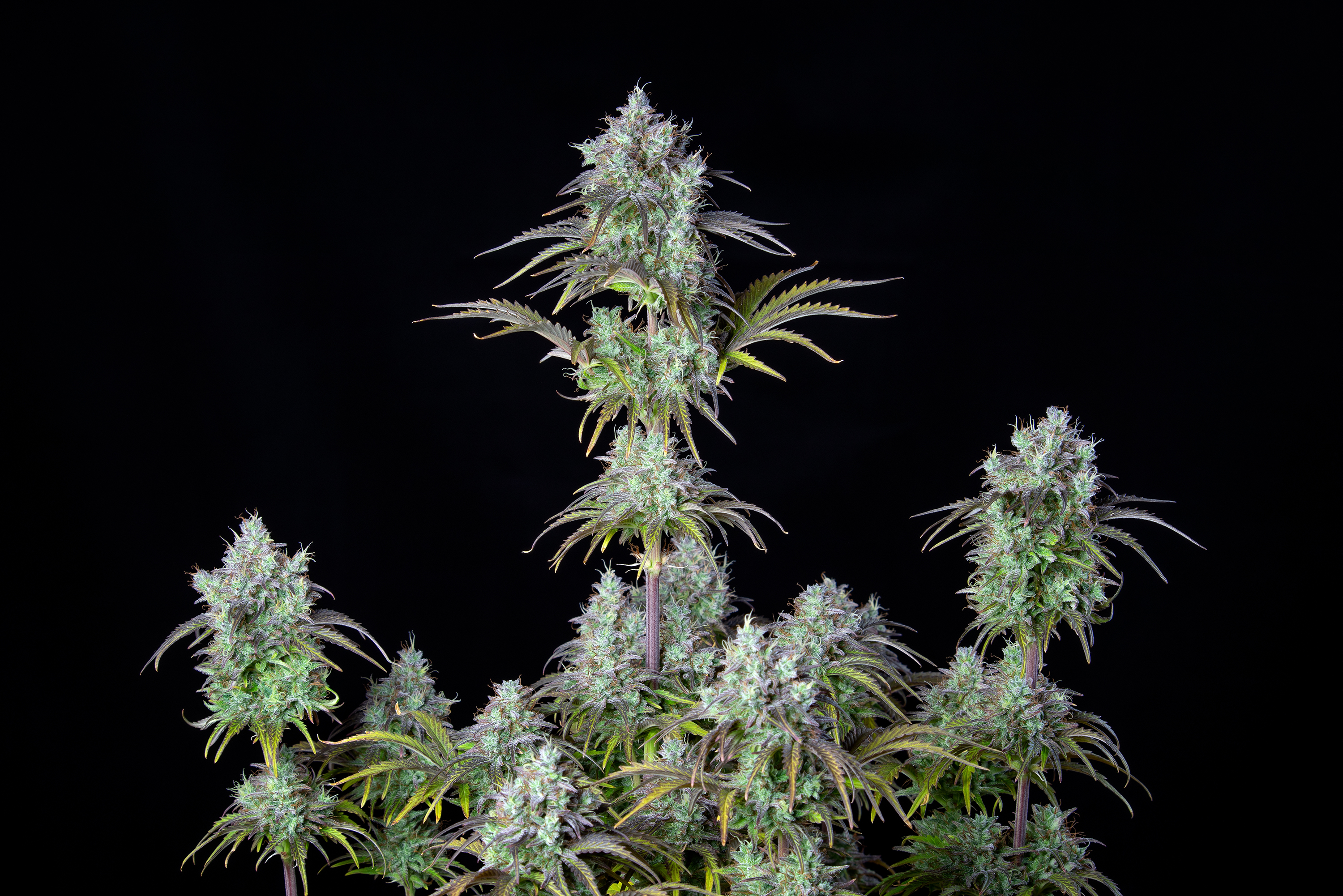 Original Big Bud Auto