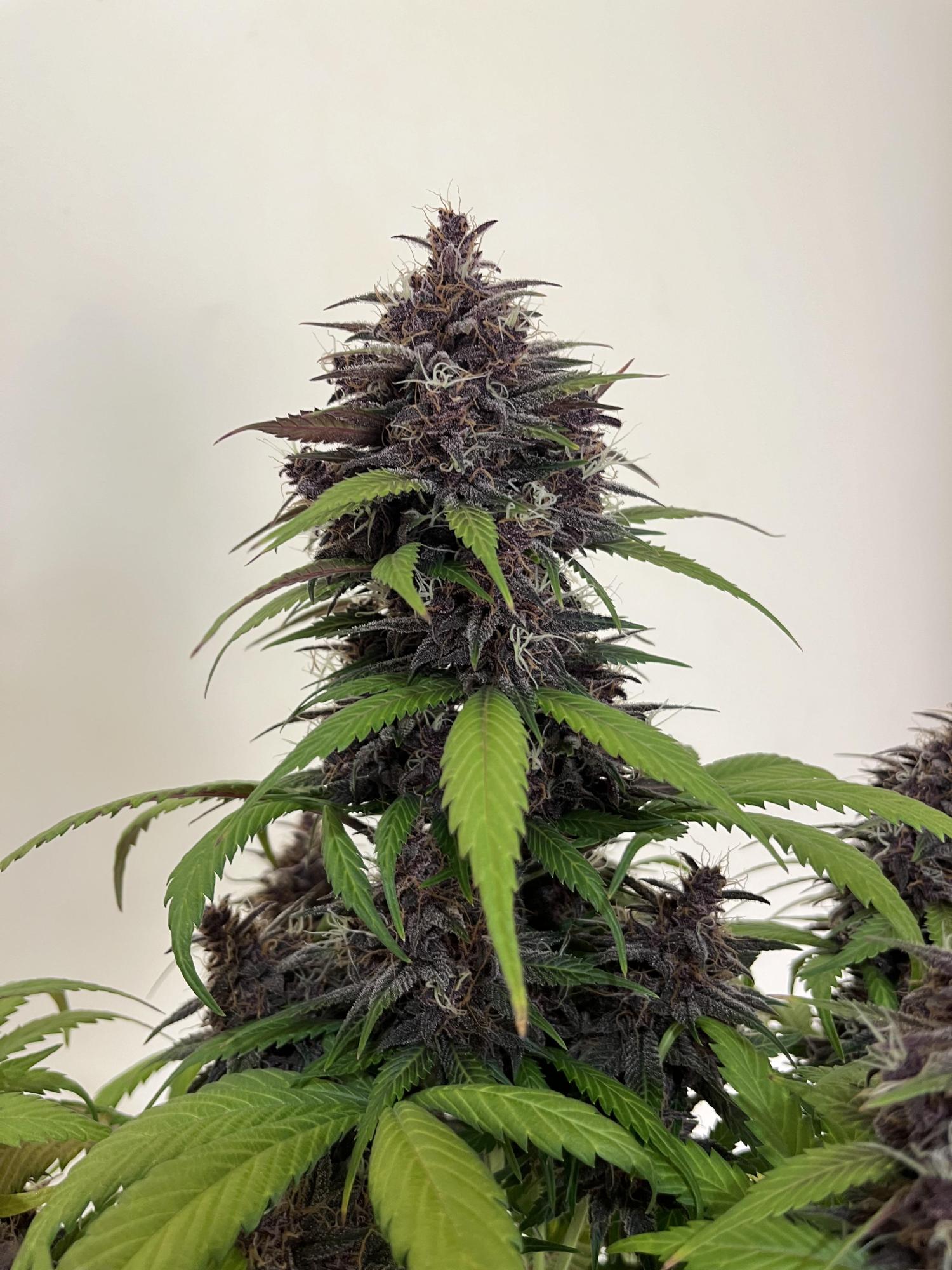 Purple Haze Auto