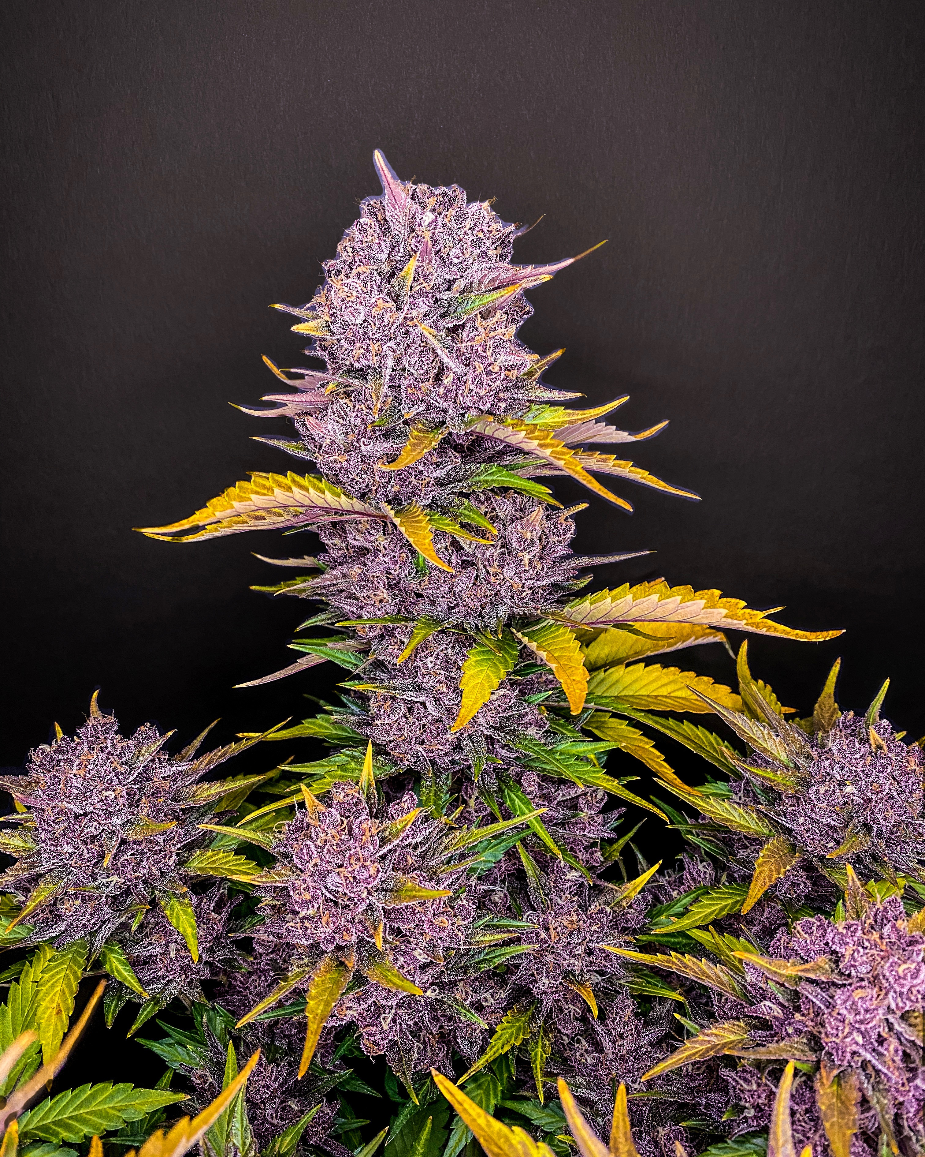 Purple Lemonade