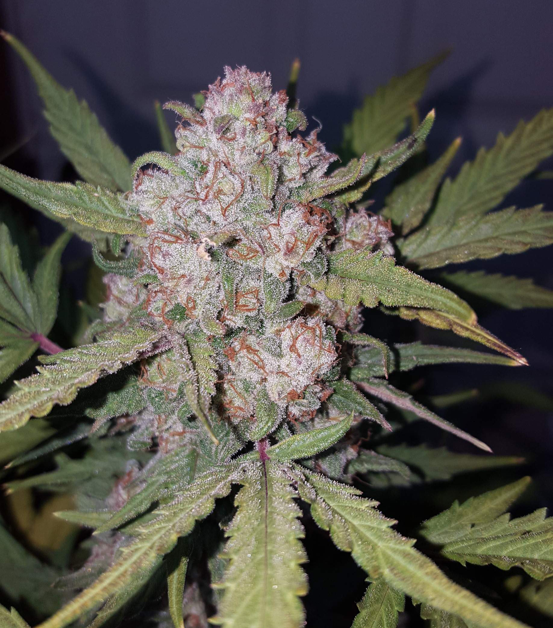 Stardawg